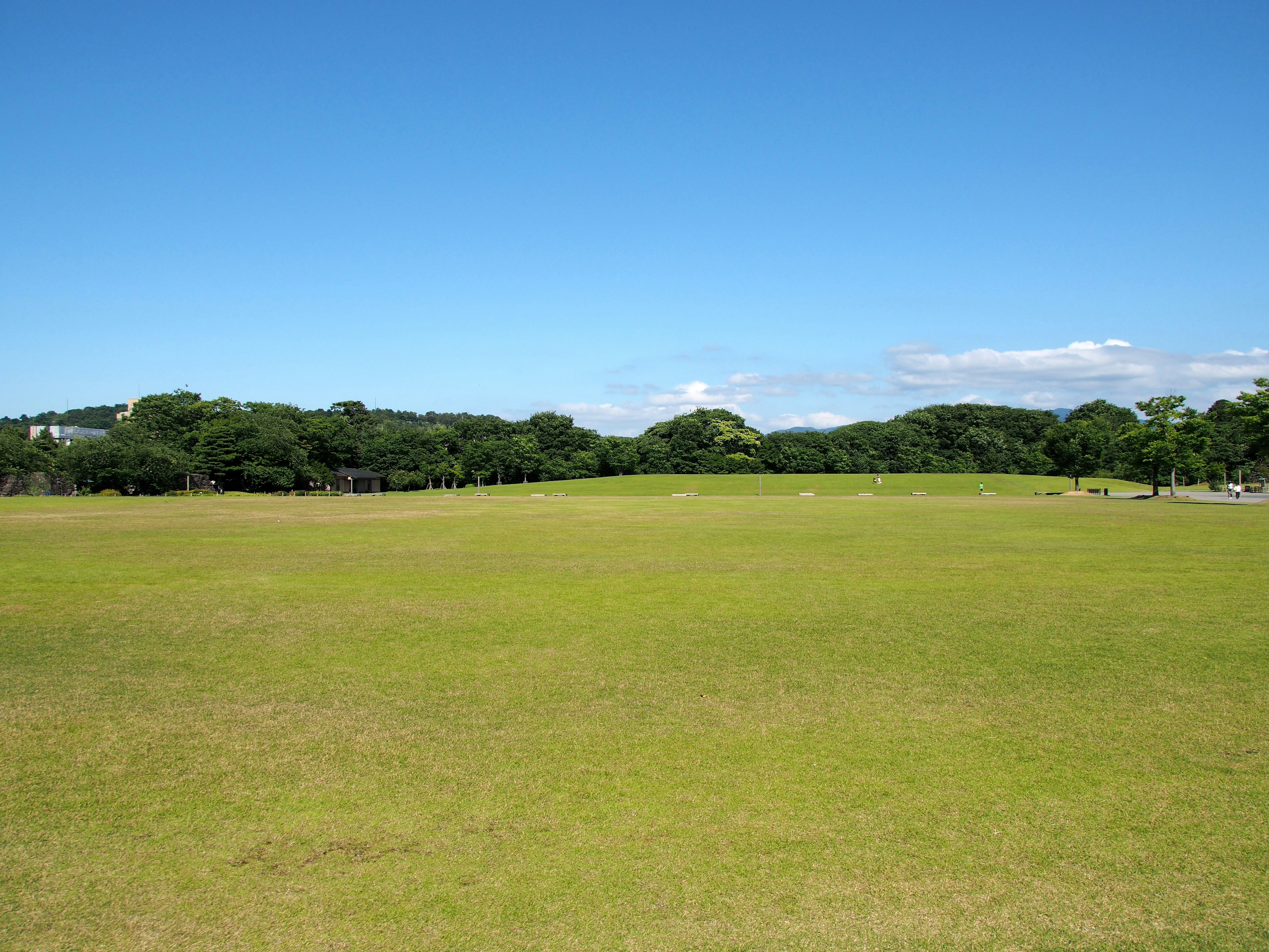 Expansive green field under a blue sky with trees