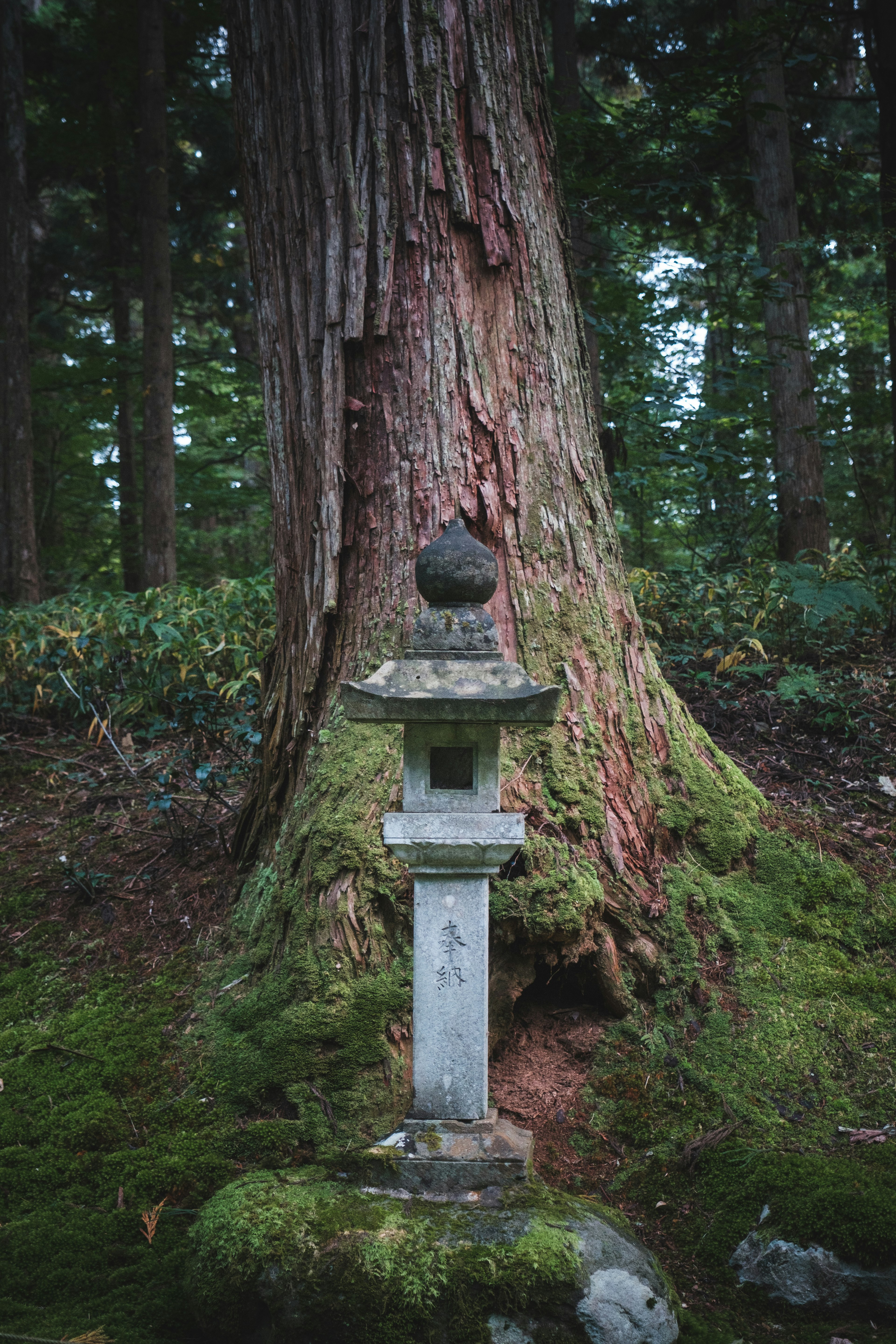 大きな木のそばにある石の灯篭 mossの生えた地面に立っている