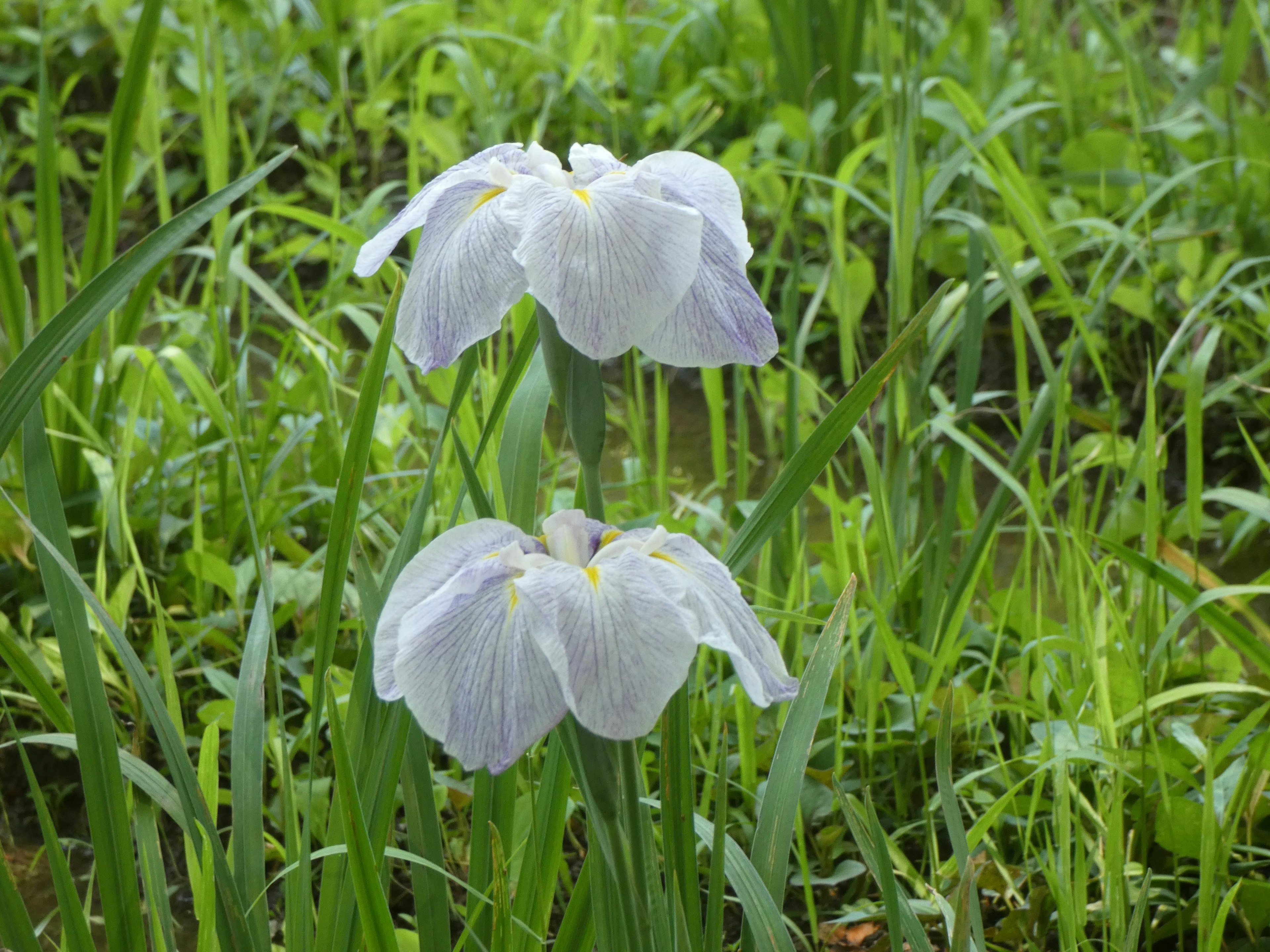 Zwei zarte weiße Blumen blühen zwischen grünem Gras