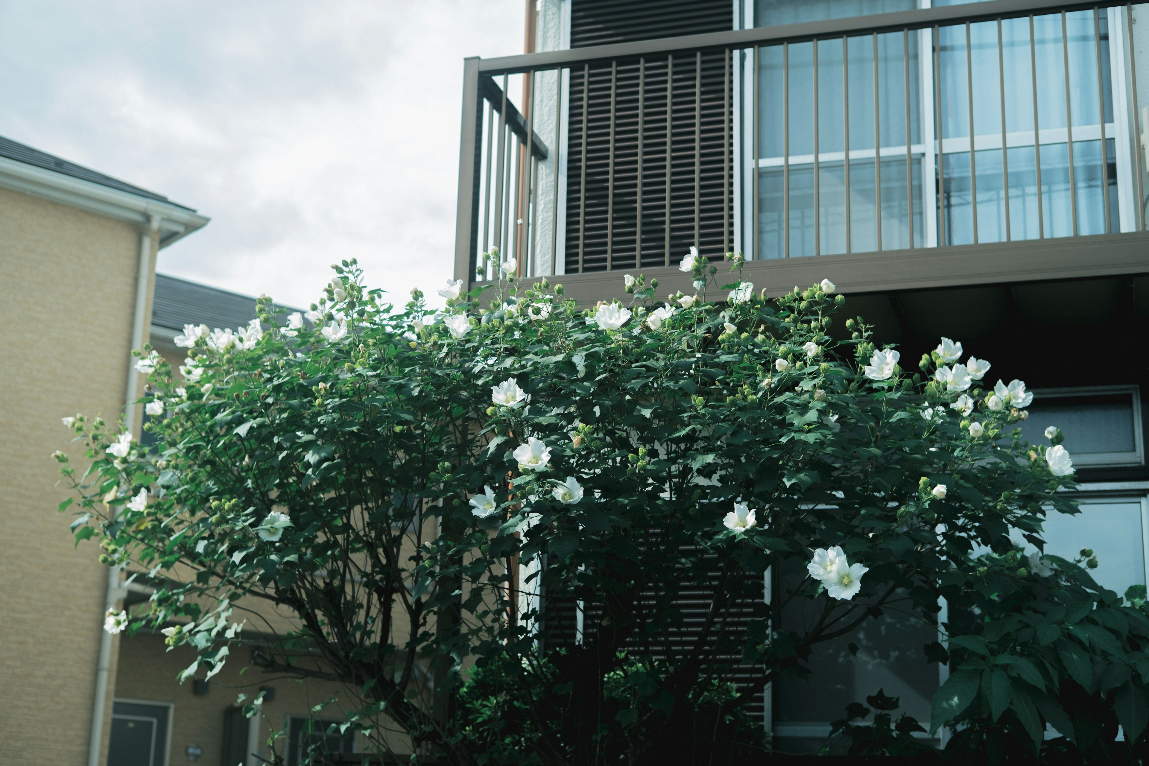 Arbre avec des fleurs blanches et balcon de maison en arrière-plan