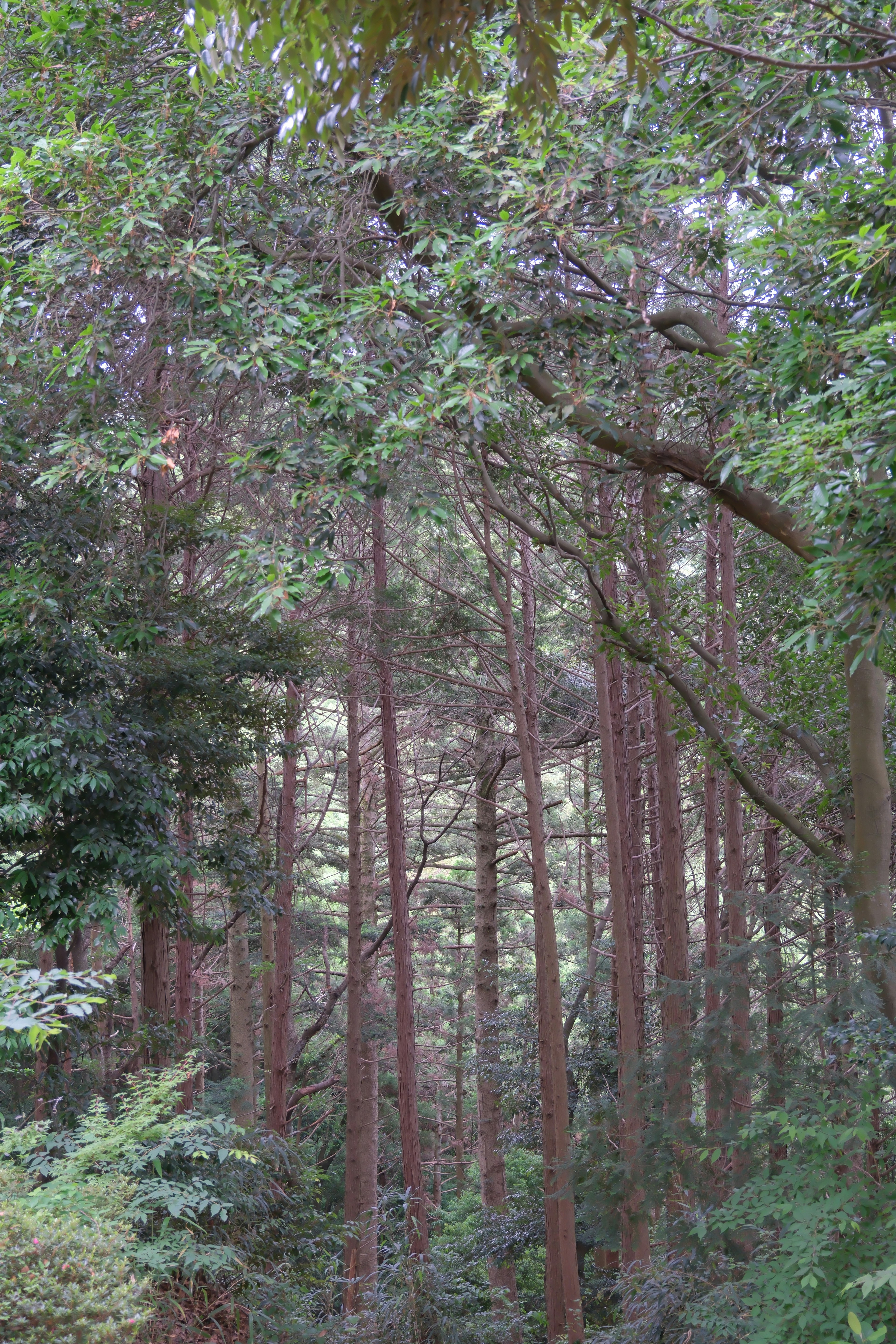 Paesaggio forestale circondato da alberi verdi