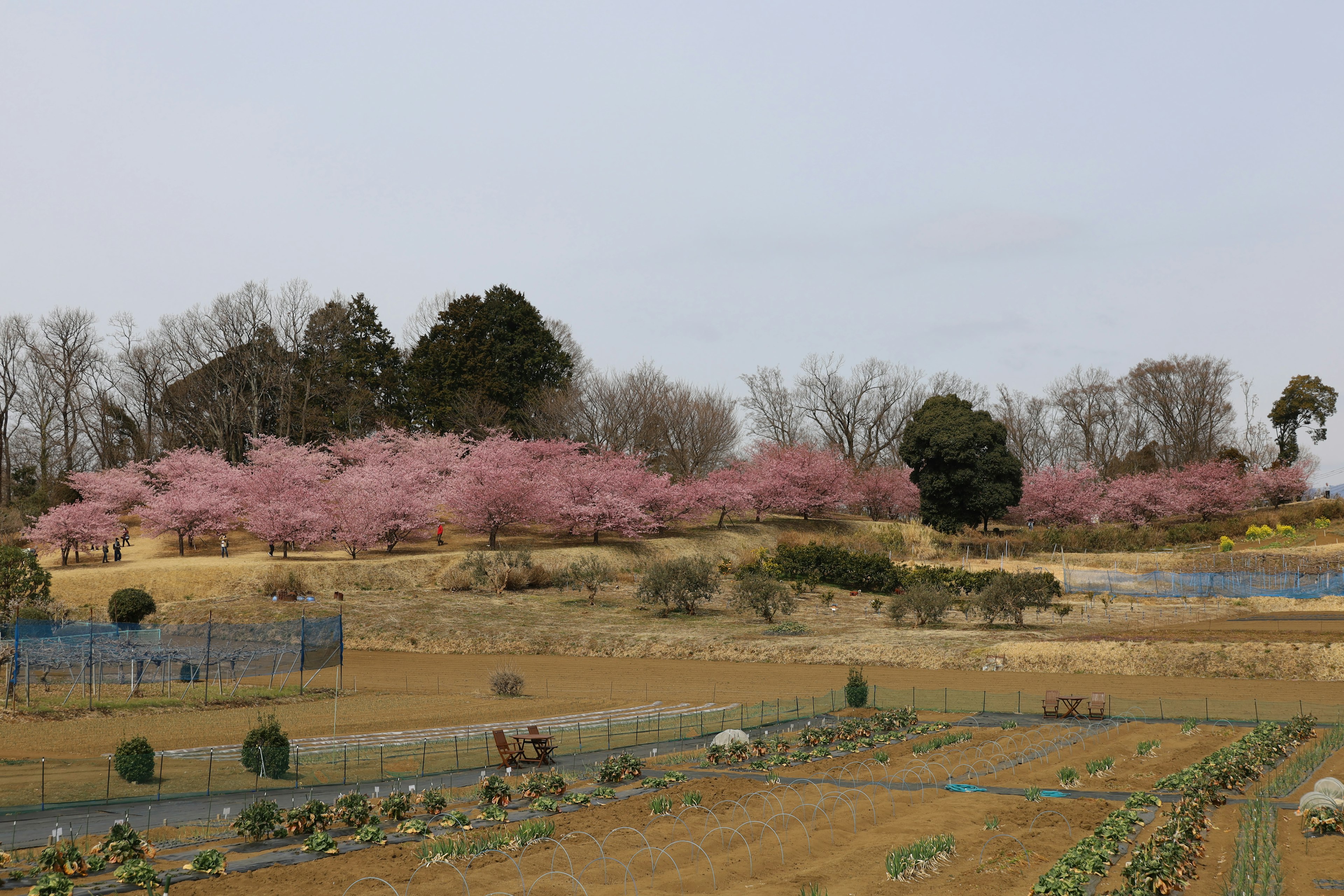 春の桜の木が咲く風景と農地が広がる