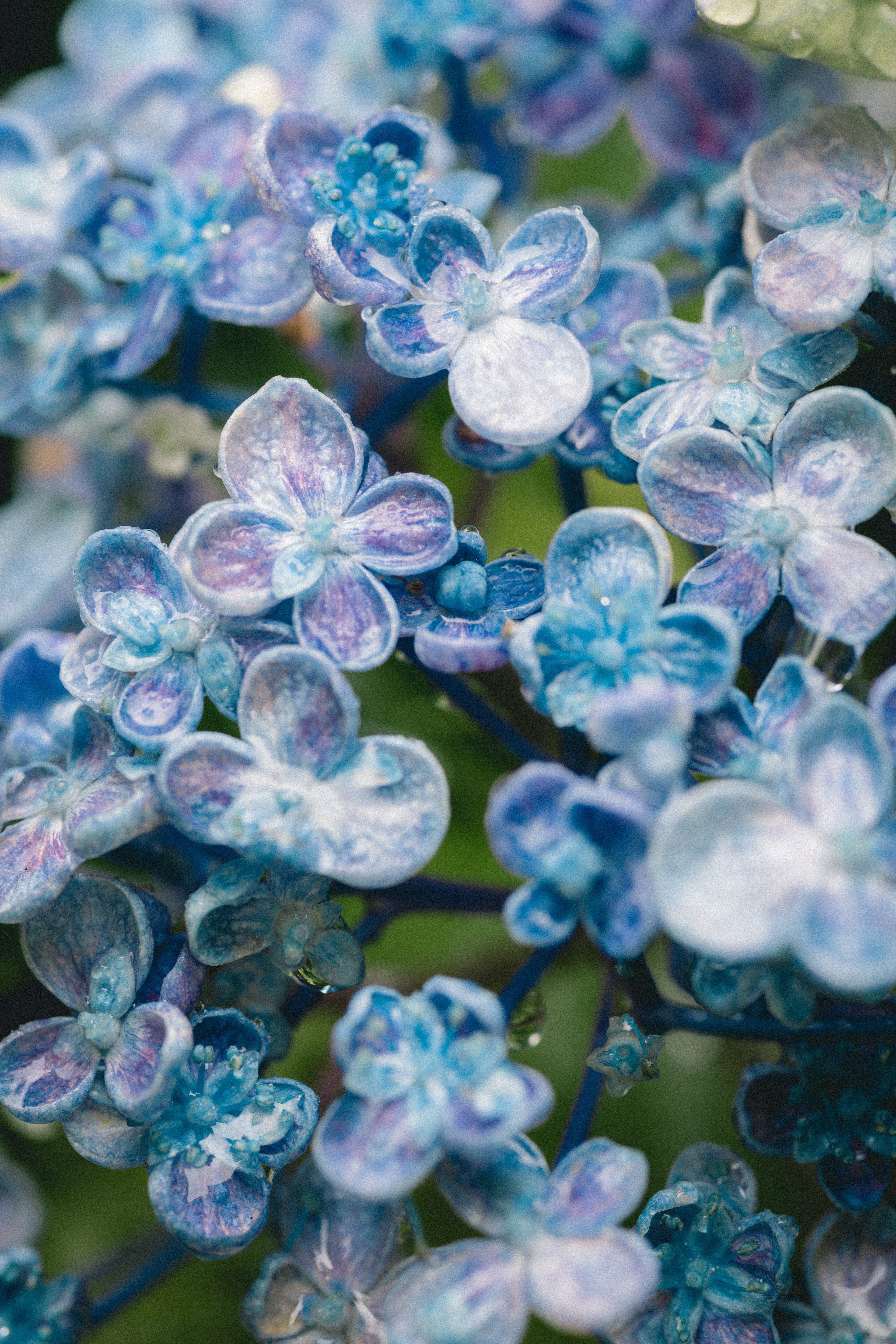 Primer plano de hermosas flores con pétalos azules y morados