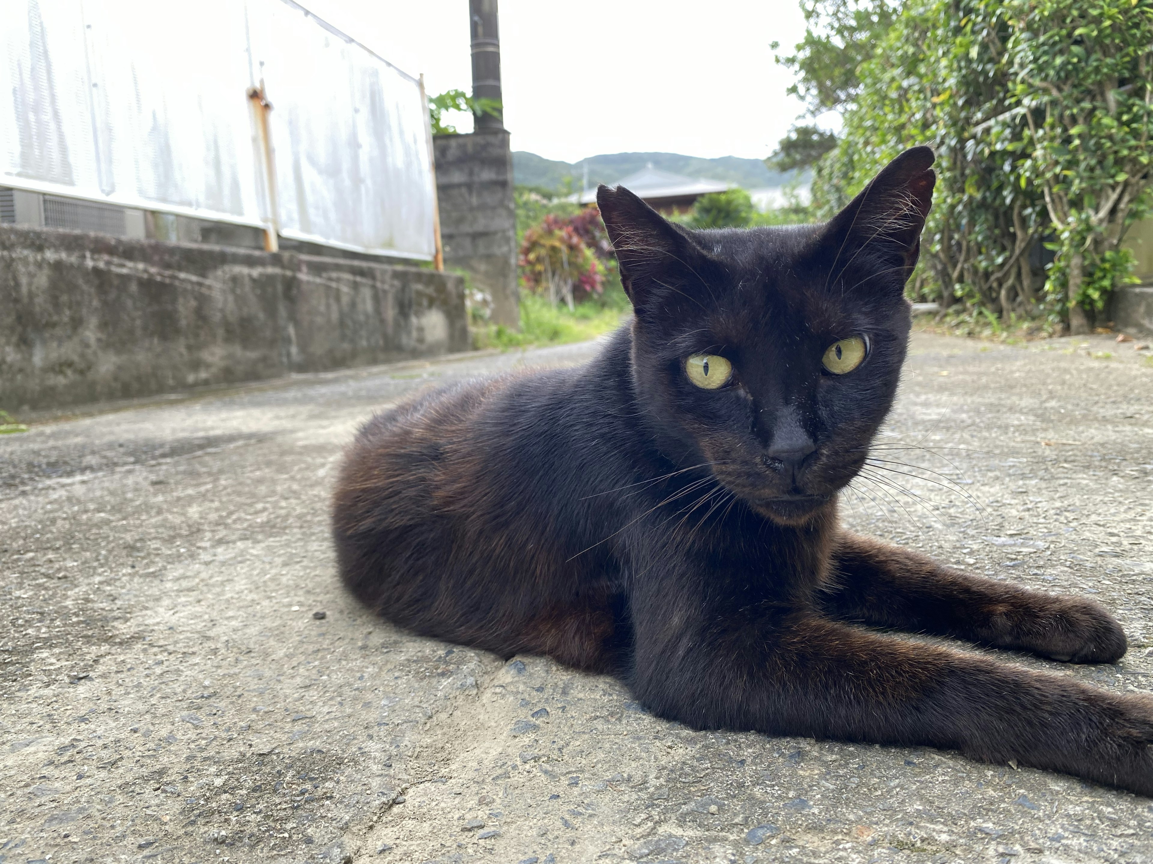 Un gatto nero sdraiato sulla strada