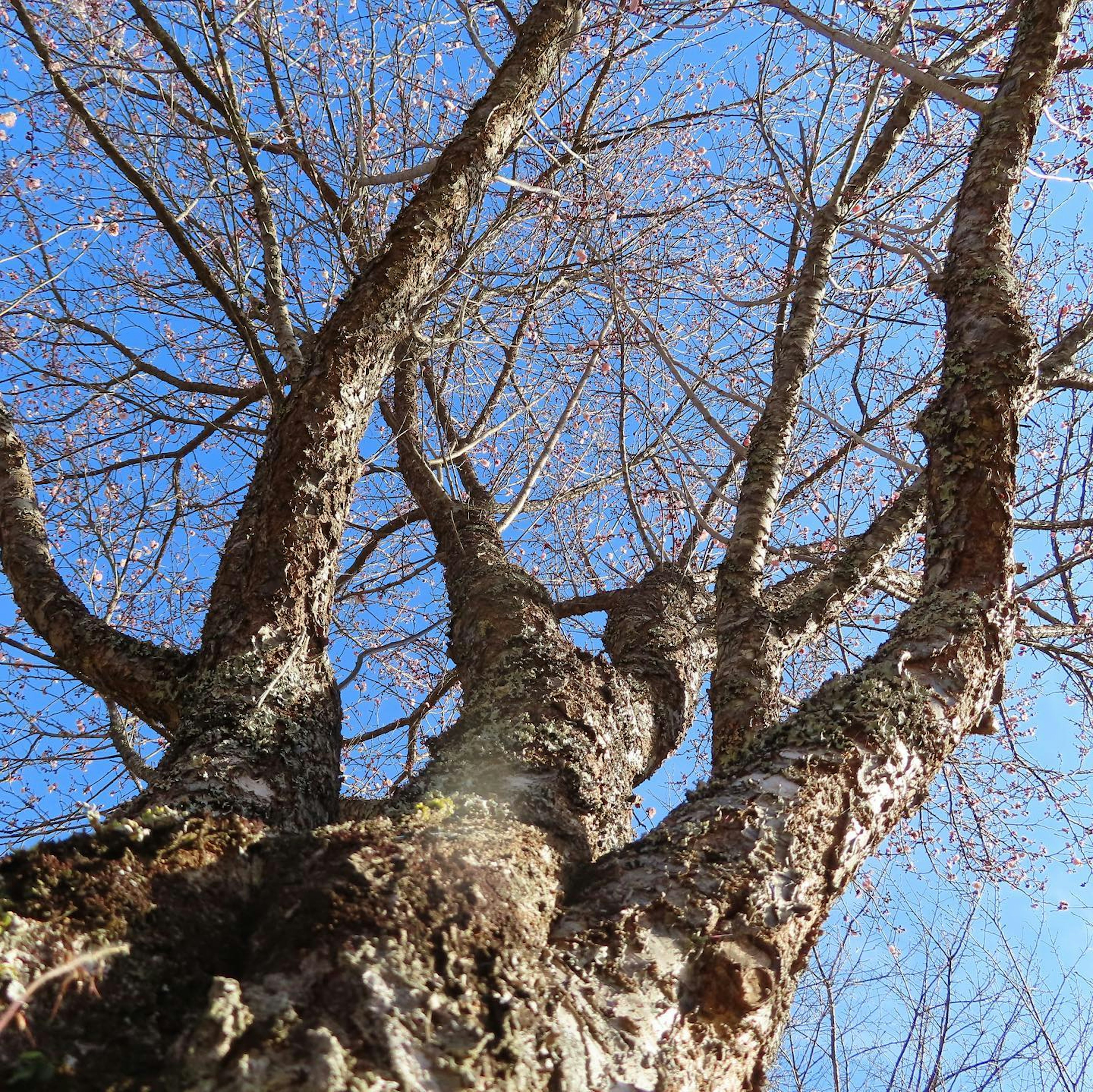 青空の下の枝が伸びる木の下からの視点