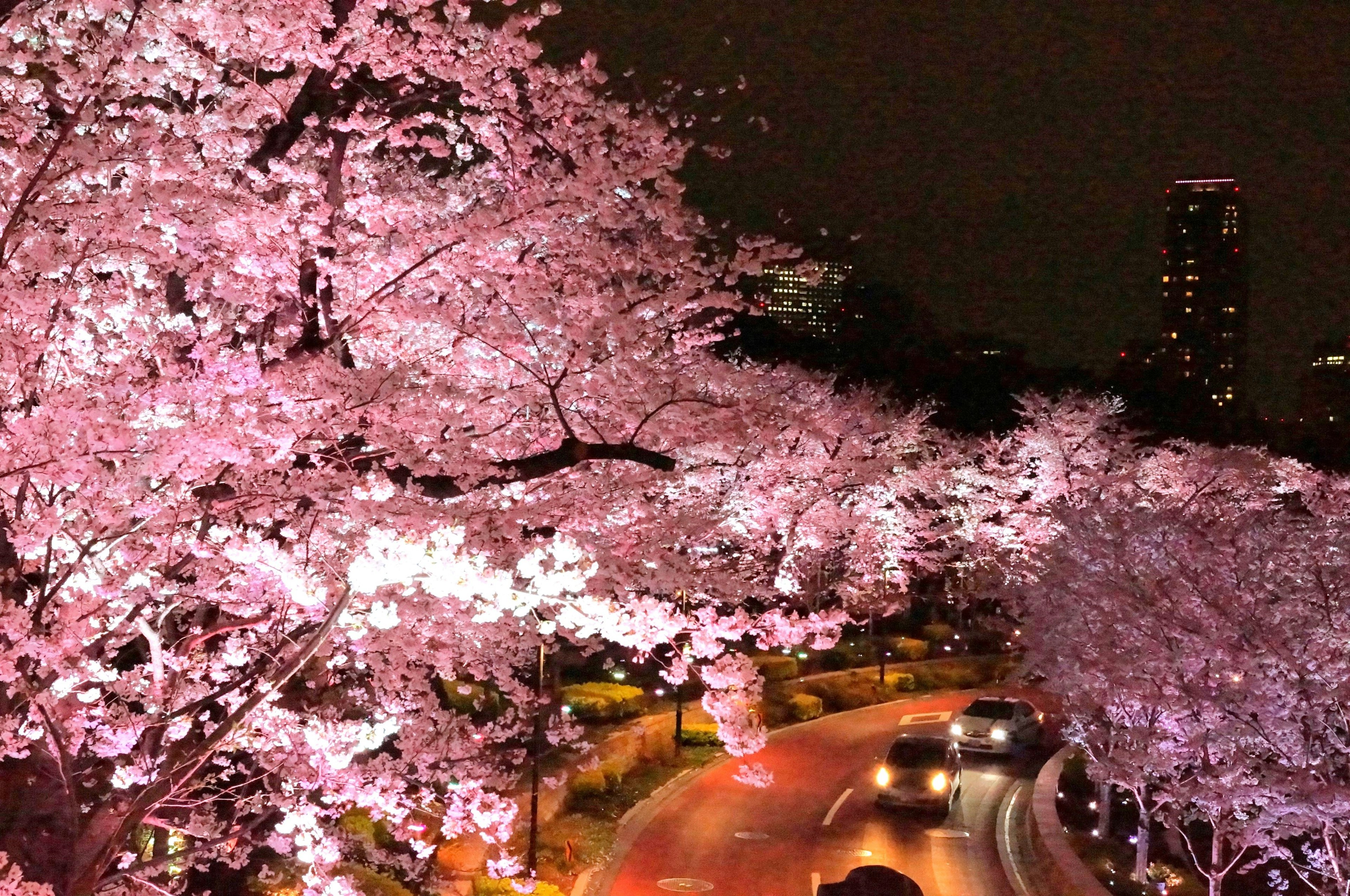 Schöner Blick auf Kirschblüten bei Nacht mit beleuchtetem Weg