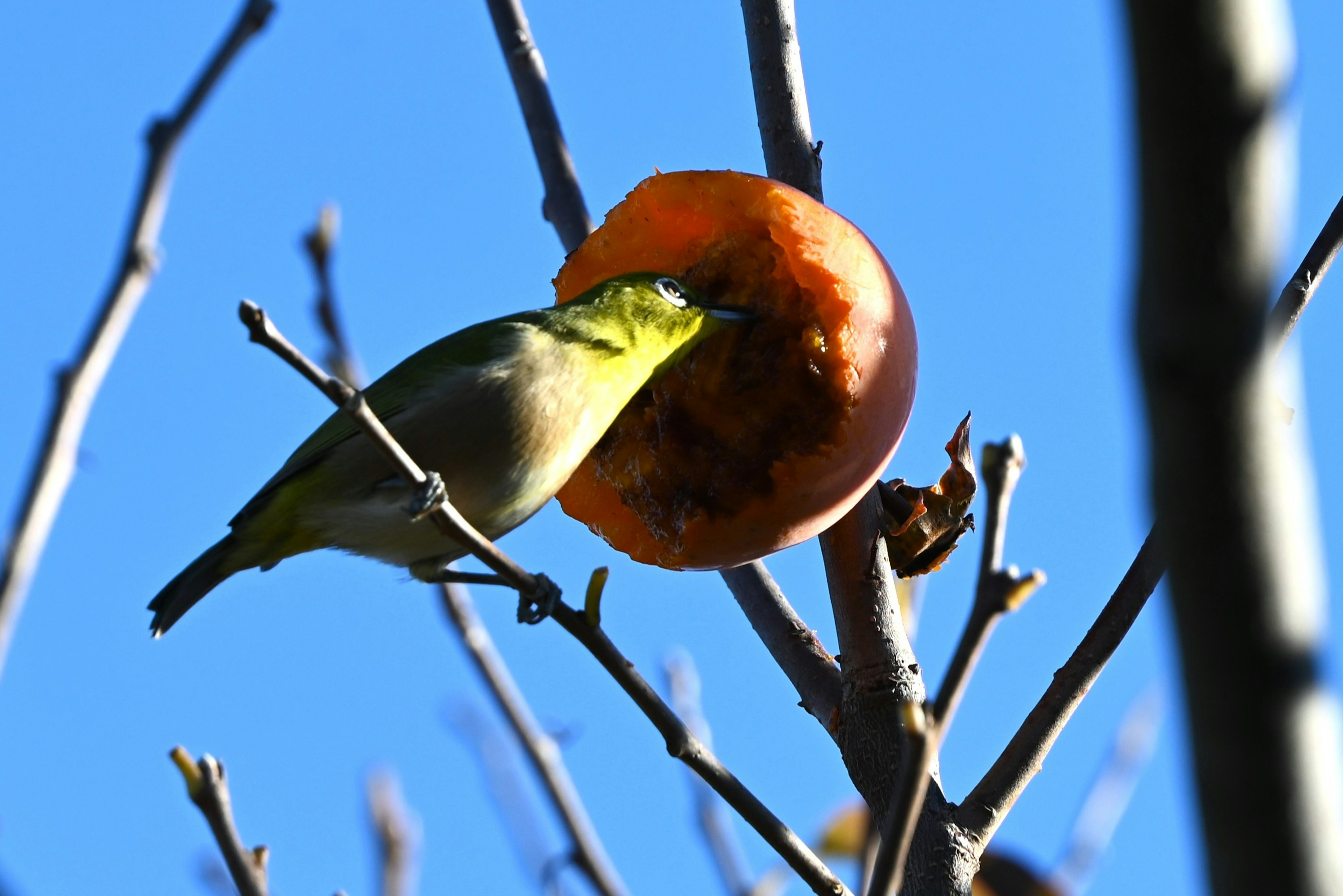 A small bird eating an apple against a blue sky