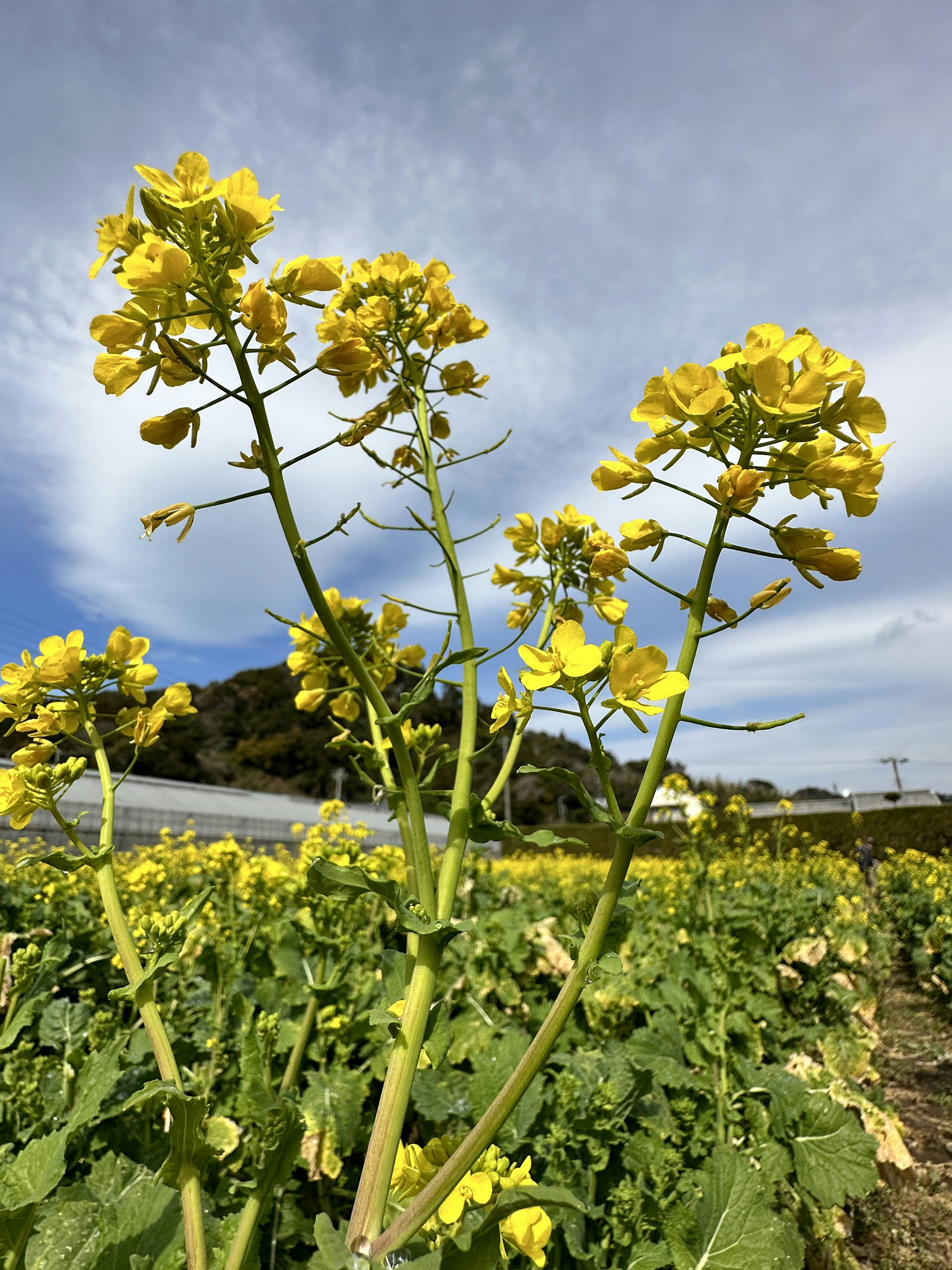 Feld mit gelben Rapsblumen unter einem blauen Himmel