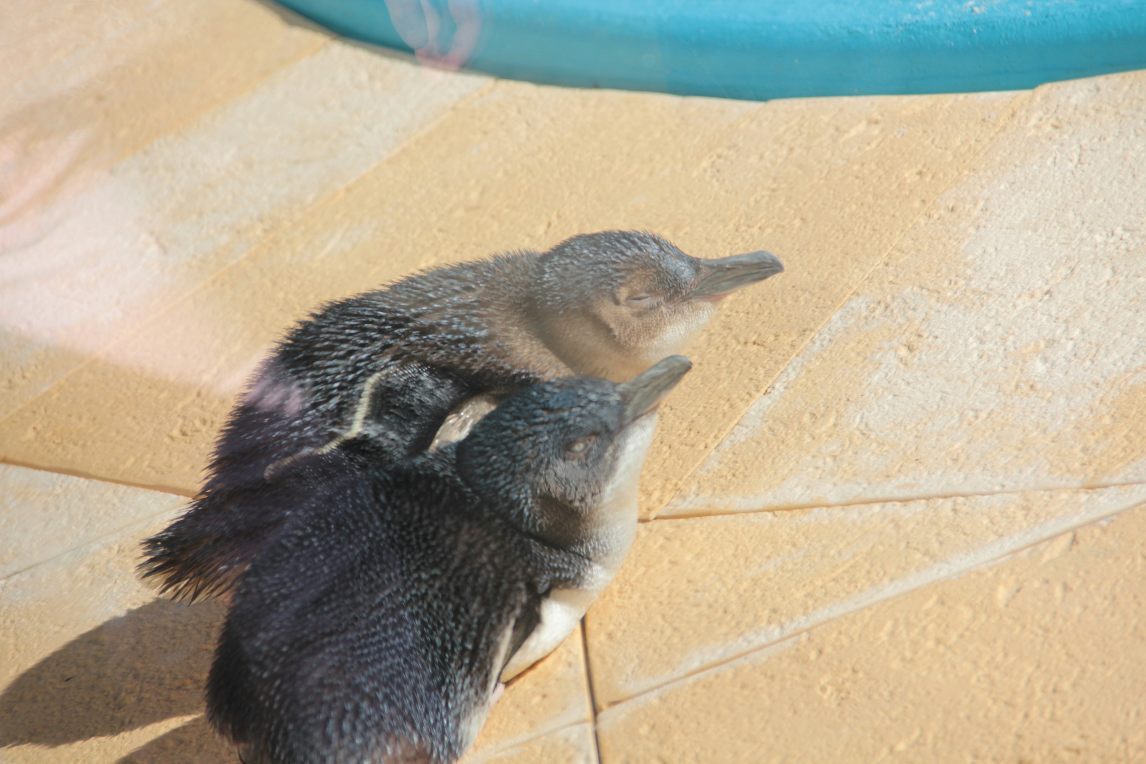 二羽のペンギンが水辺にいる様子