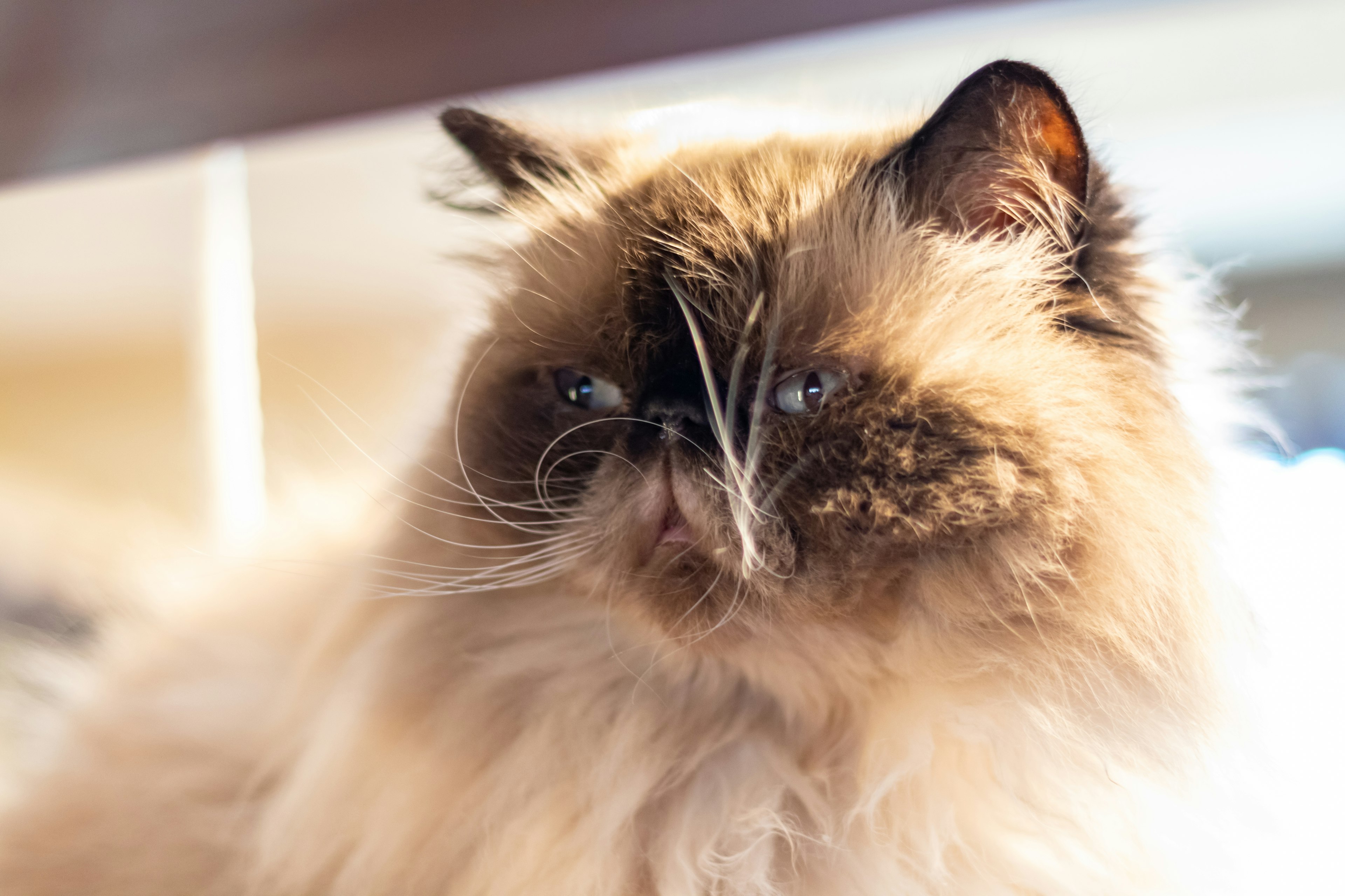 Close-up of a fluffy Persian cat with striking features