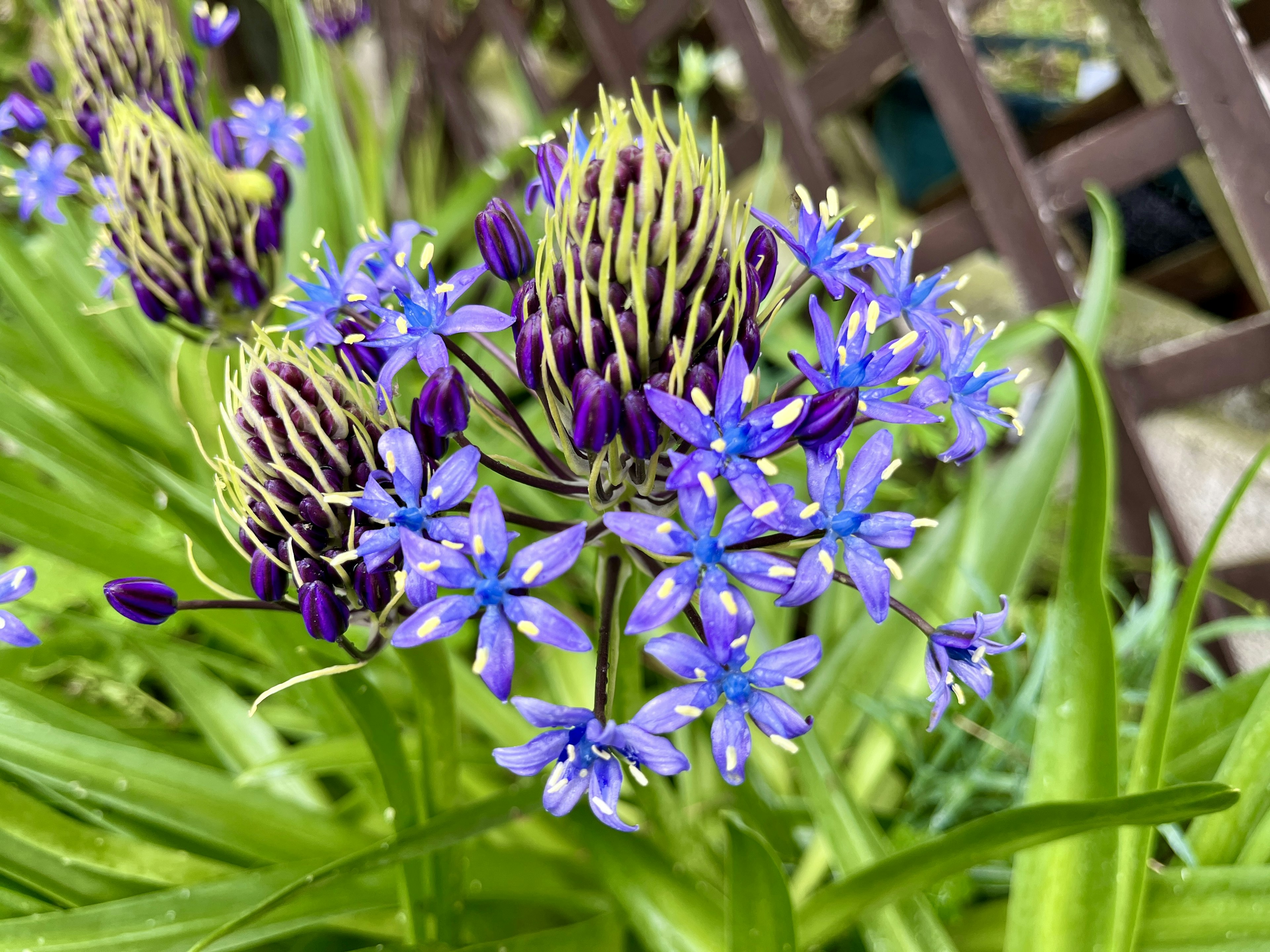 Close-up of a plant with blue purple flowers surrounded by green leaves and unique shaped buds