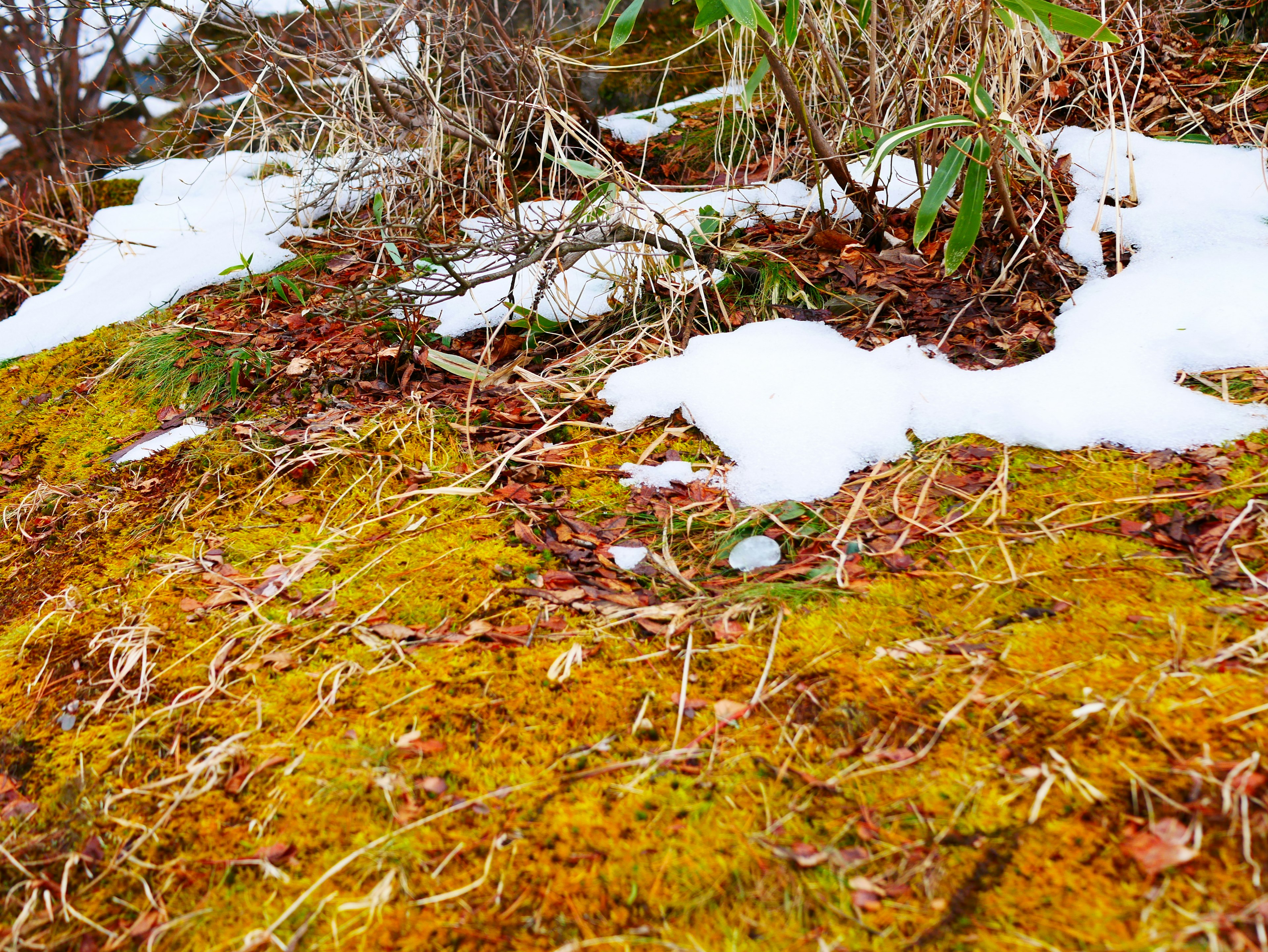 Terreno coperto di muschio verde mescolato a neve e foglie secche