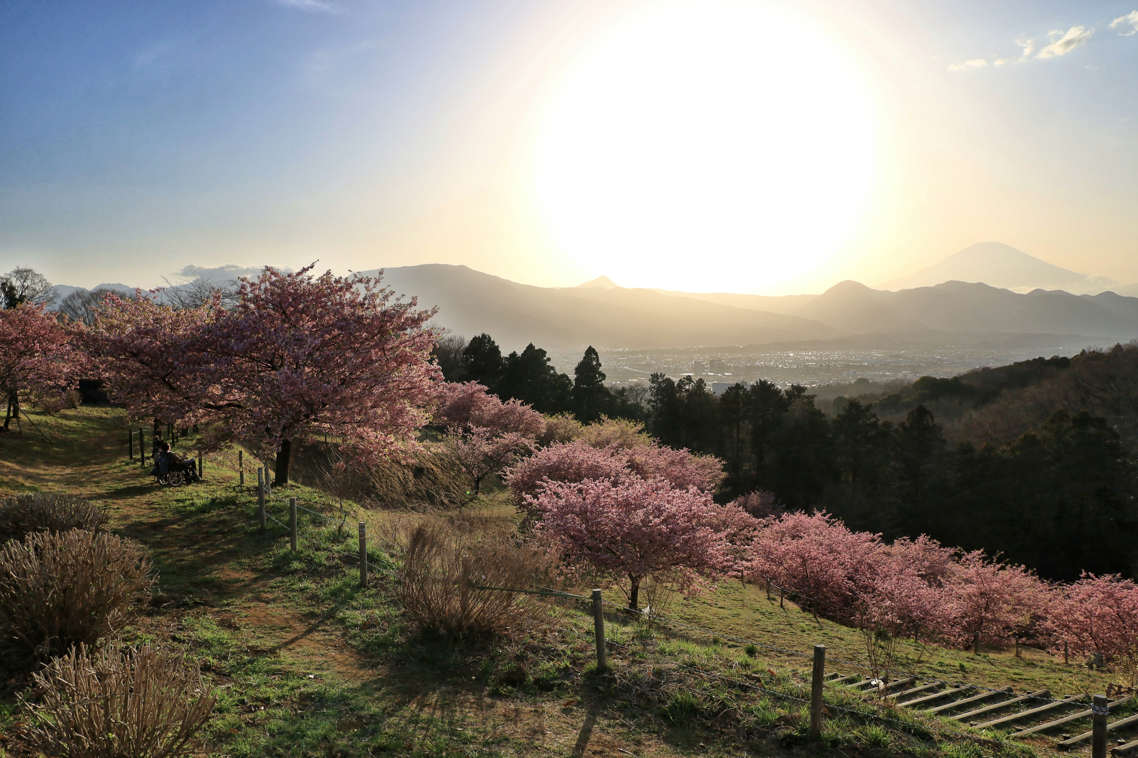 Vue pittoresque d'arbres en fleurs avec un coucher de soleil