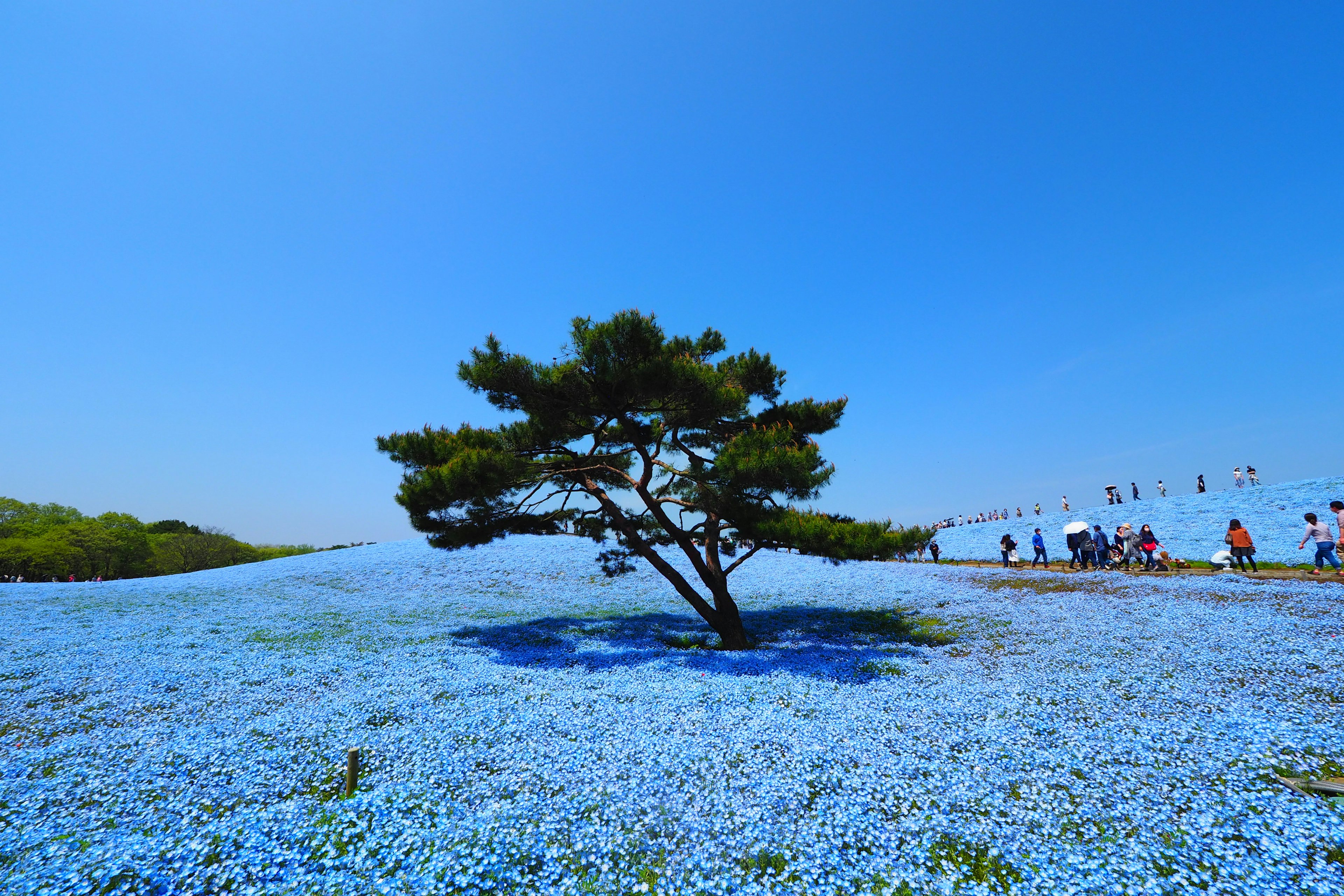 A solitary tree surrounded by blue flowers under a clear blue sky