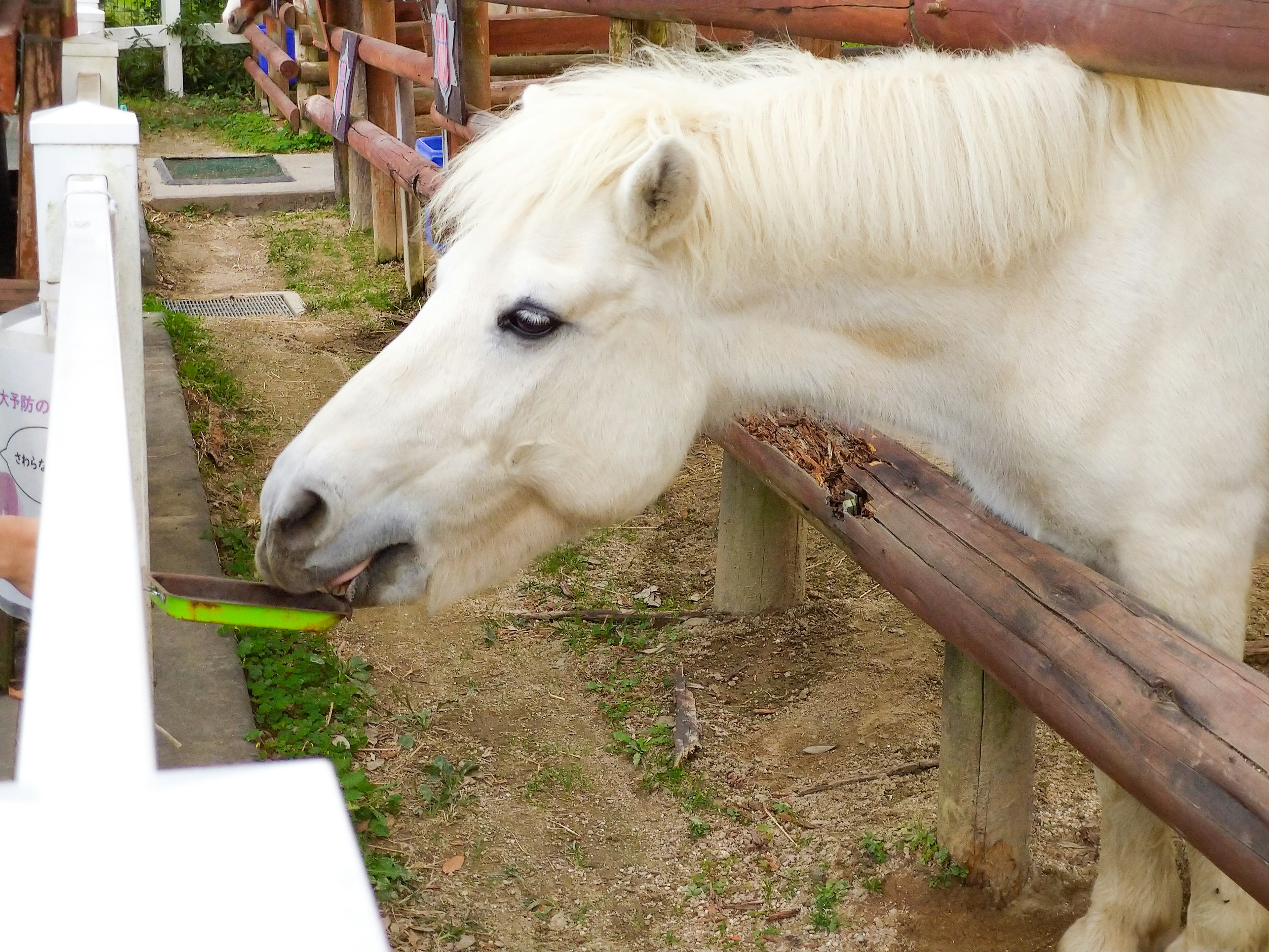 A white horse eating green food from a person's hand