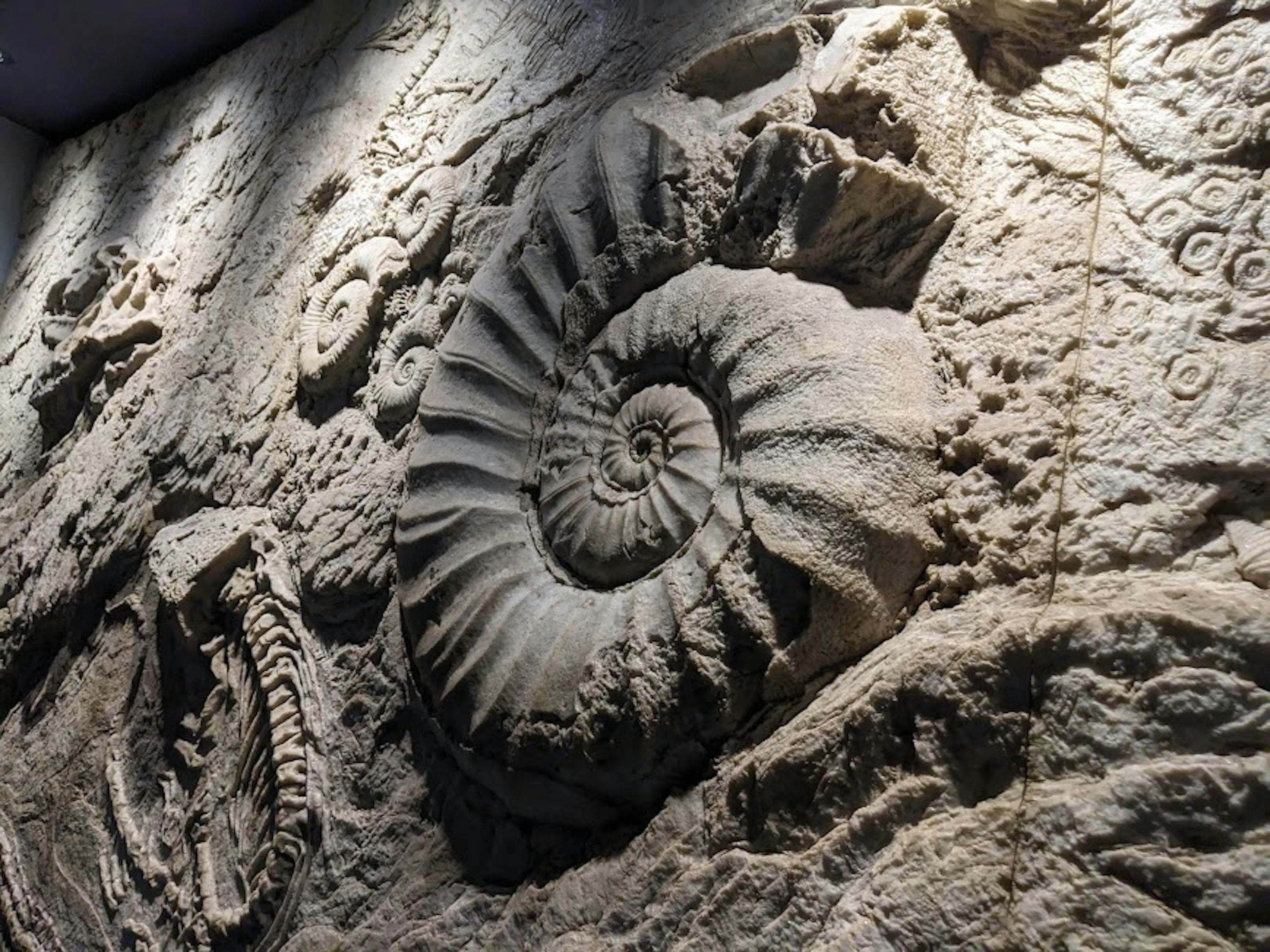 Detail einer Wand mit spiraligen Fossilgravuren