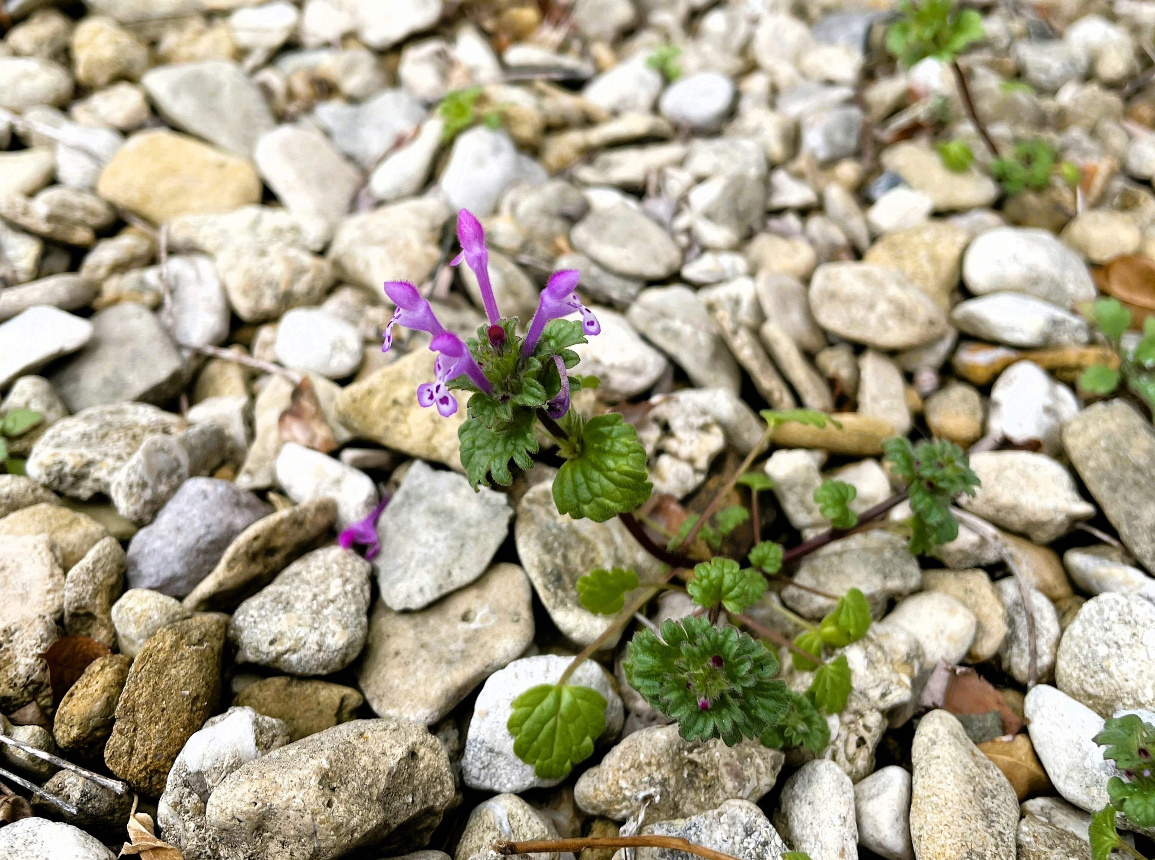 Pequeña flor morada y hojas verdes que emergen entre las piedras