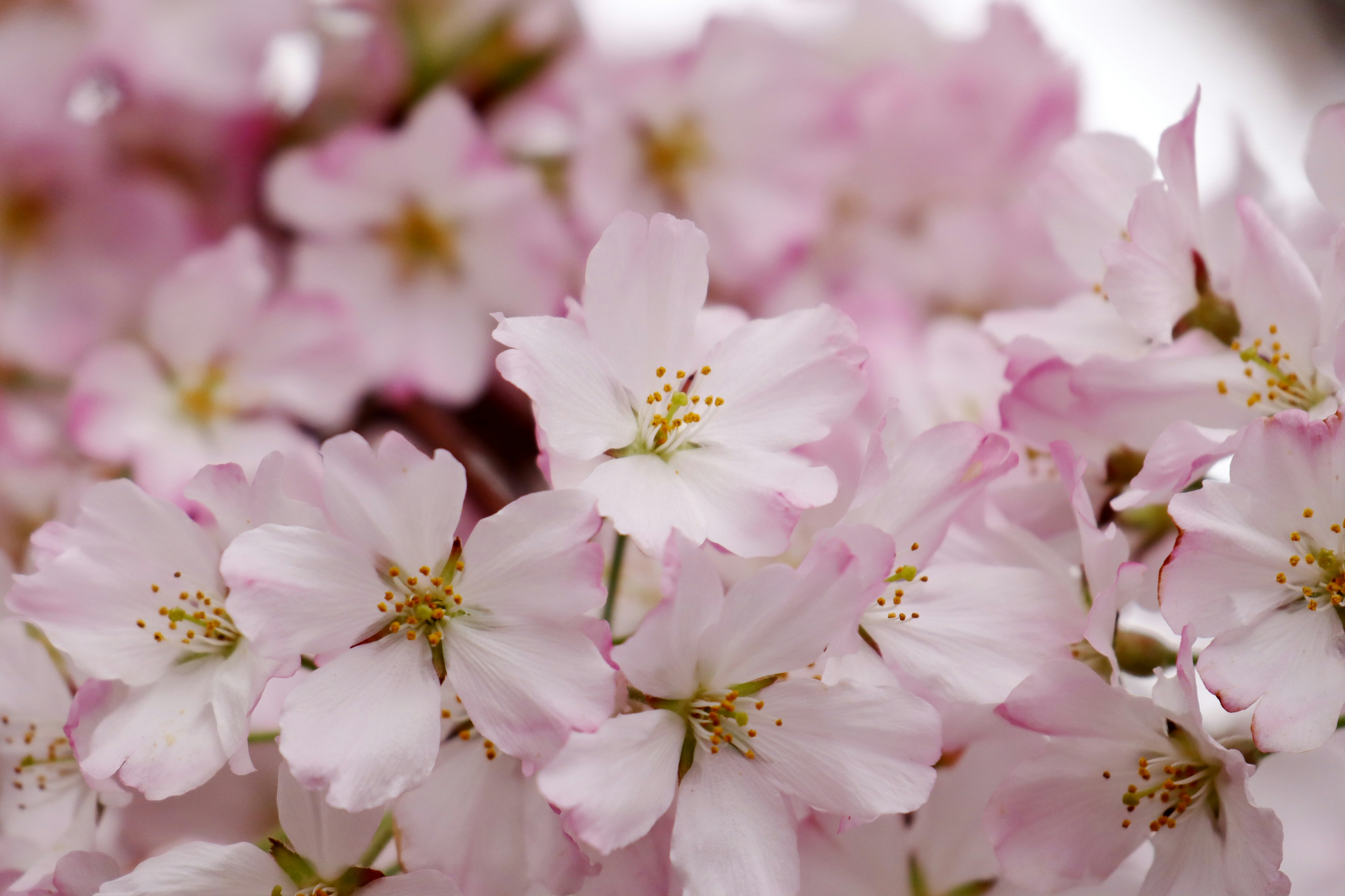 Primer plano de flores de cerezo con pétalos rosa suave y centros amarillos