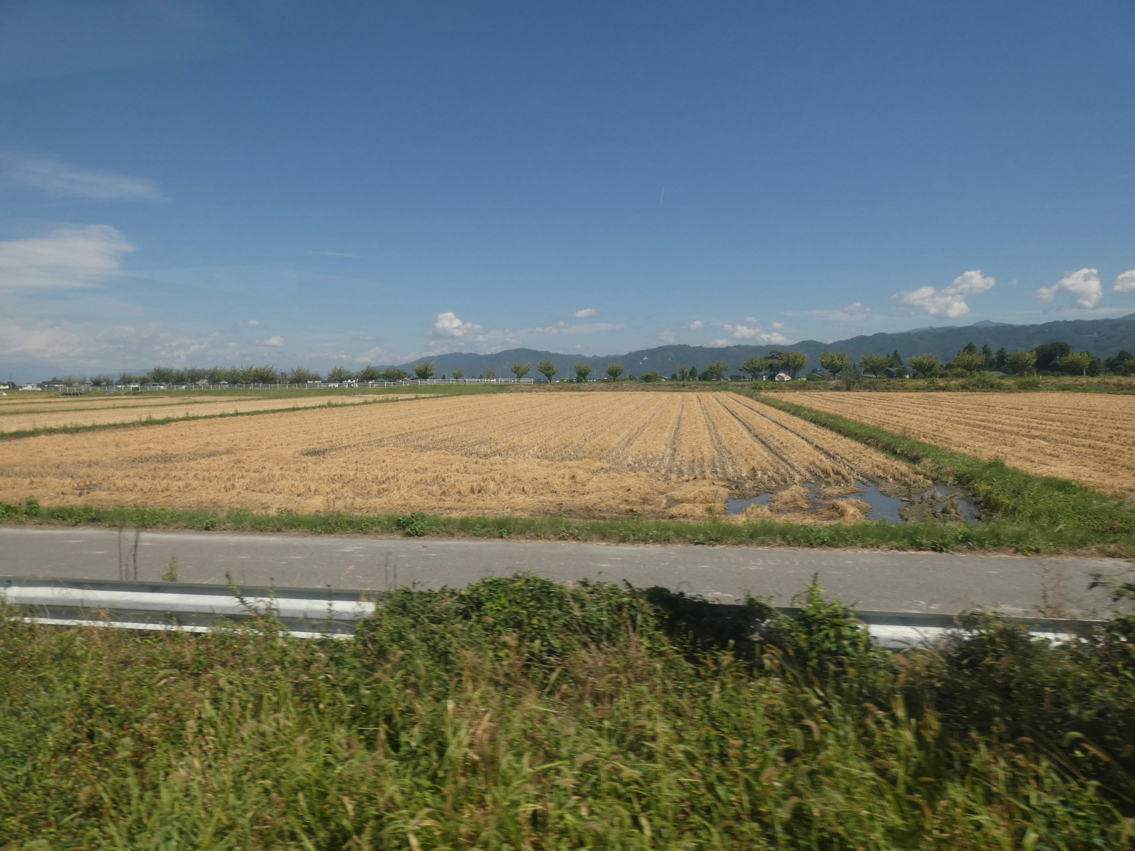 Ladang padi luas di bawah langit biru cerah