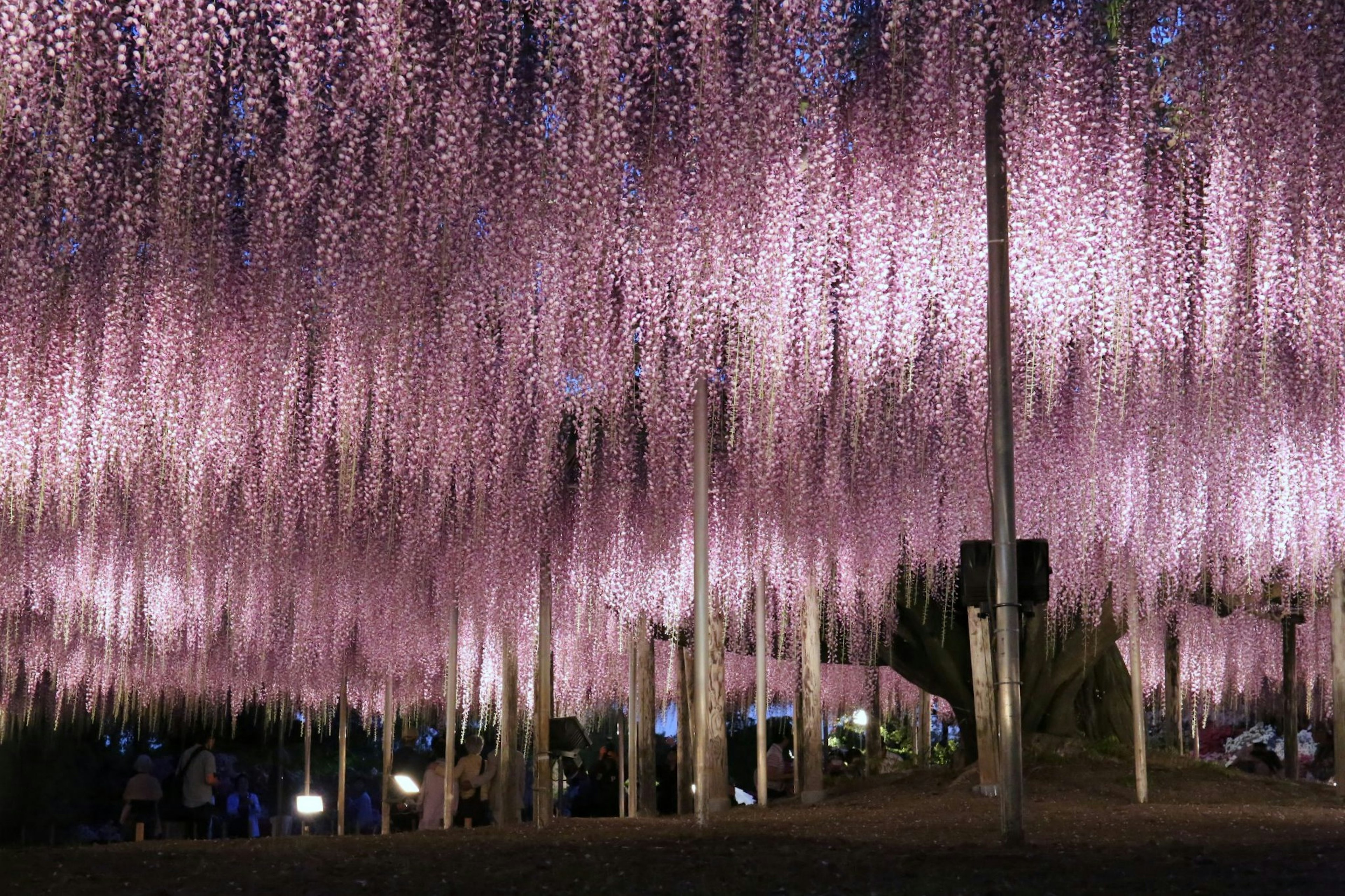 Bunga wisteria ungu yang menggantung dalam tampilan yang menawan