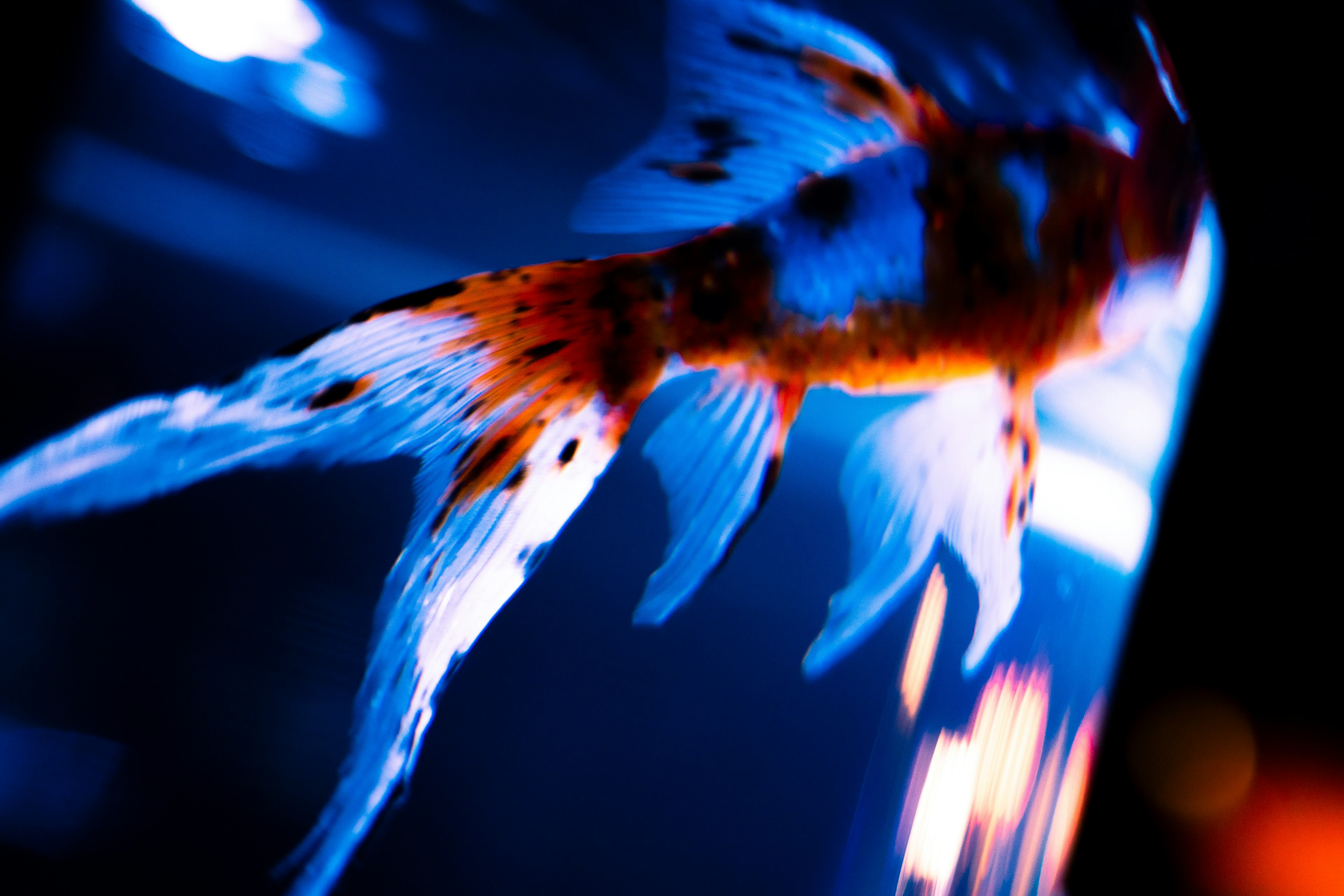 A goldfish with blue and orange hues swimming underwater