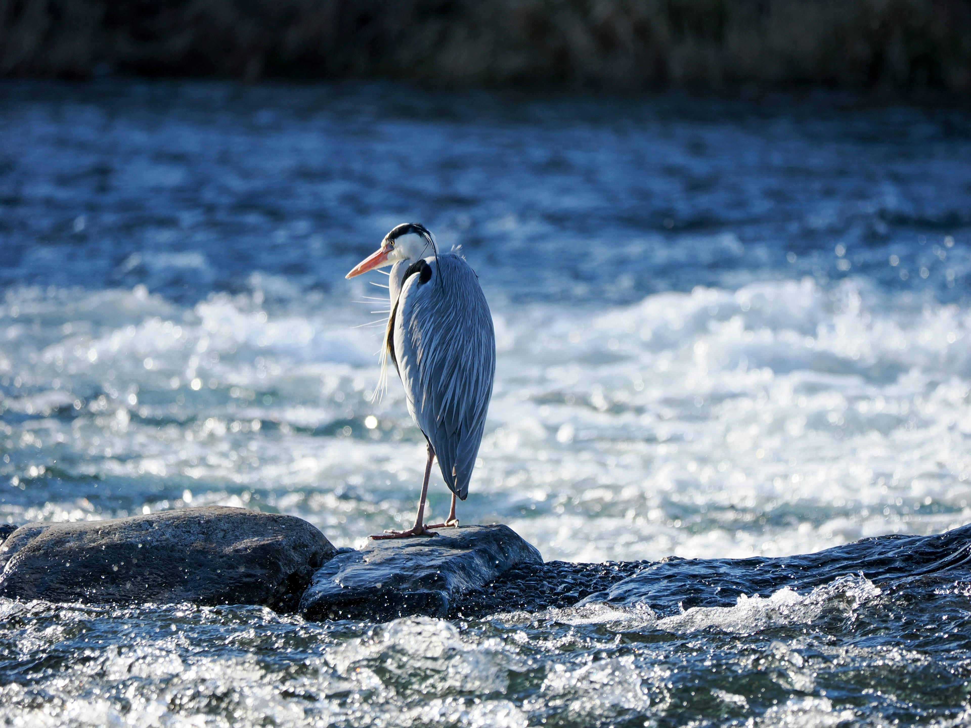 Ein Reiher steht auf einem Stein im blauen Wasser