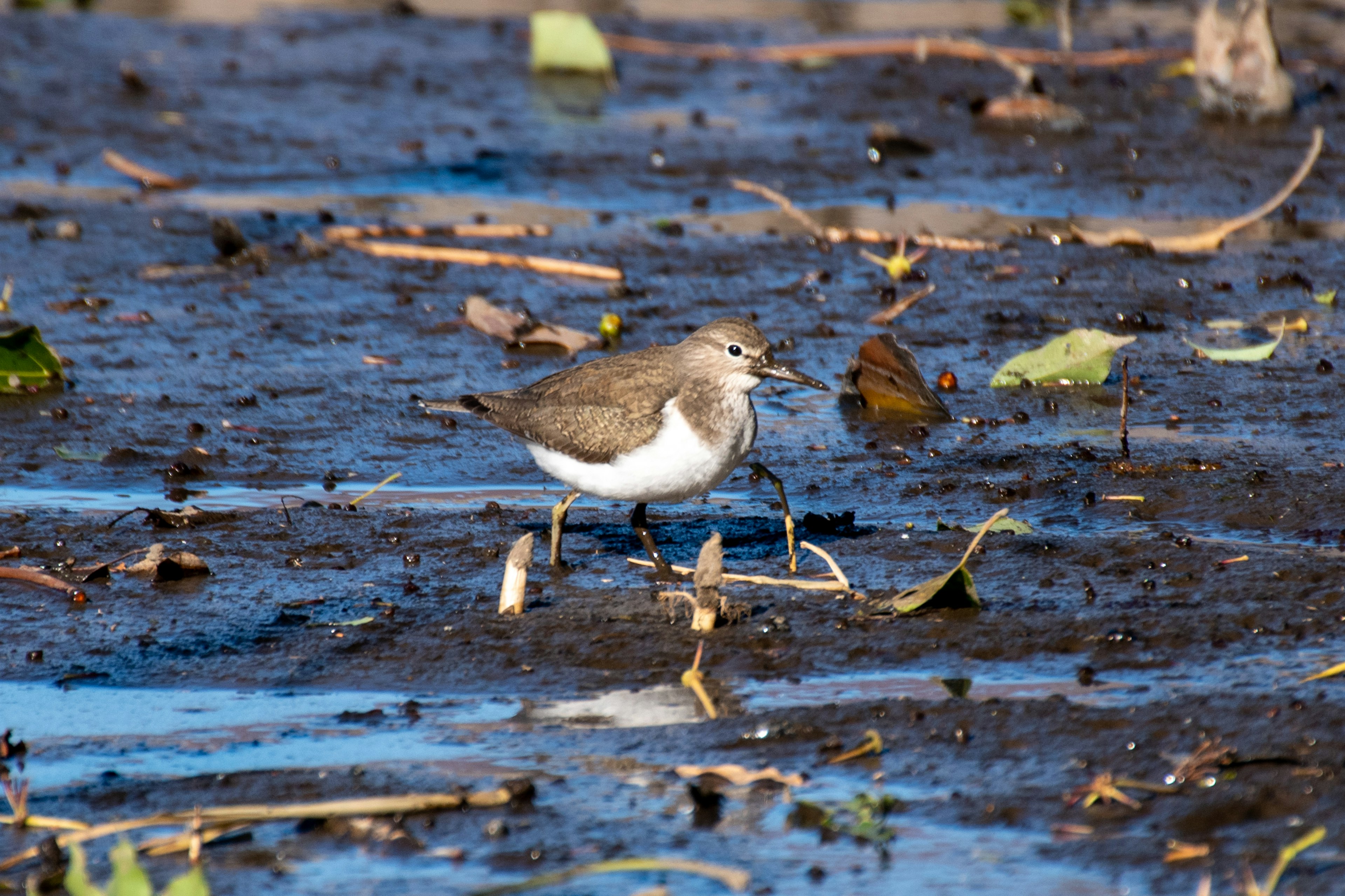 Un piccolo uccello in piedi in una zona umida