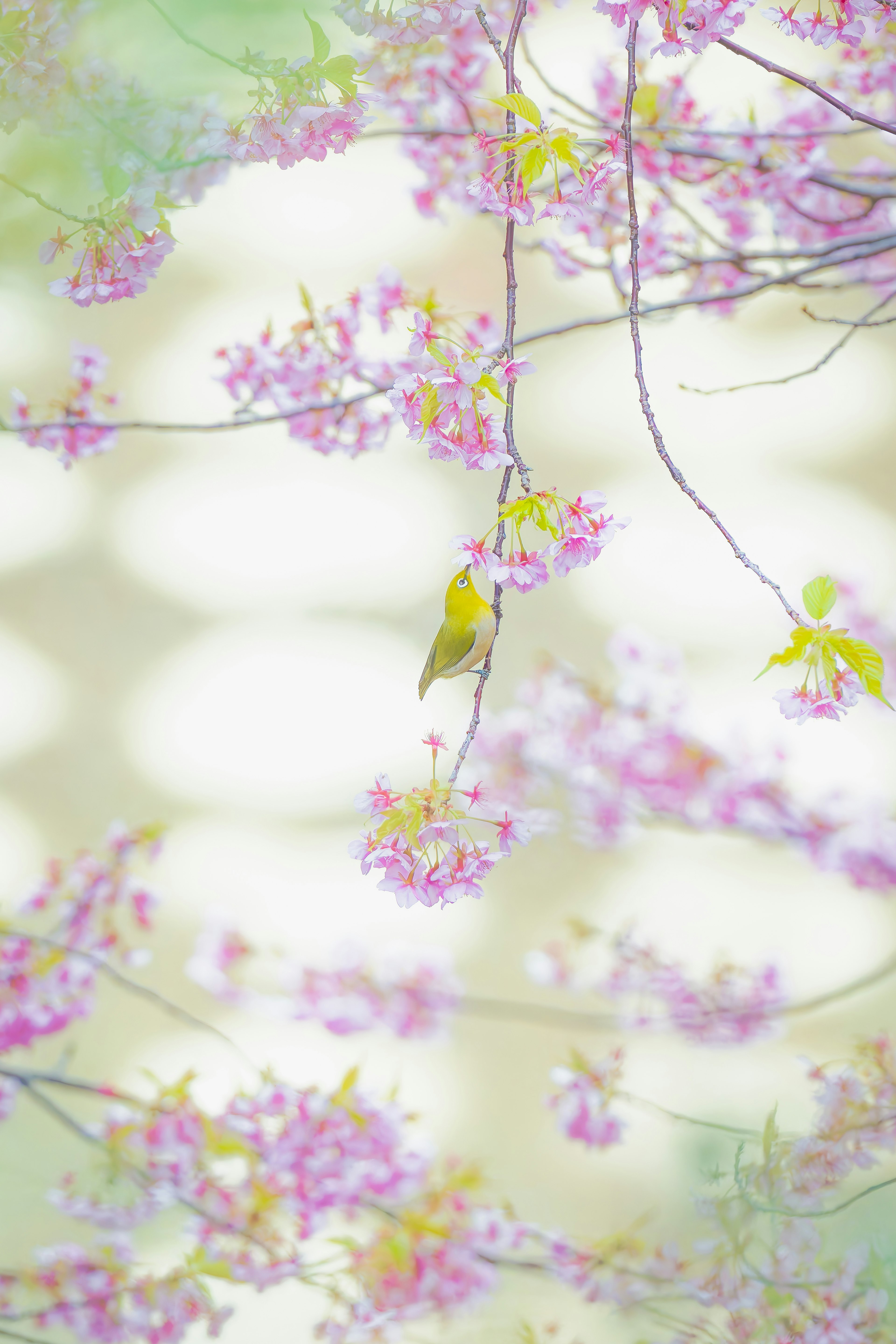 Hermosa escena de primavera con flores de colores suaves y un pequeño pájaro