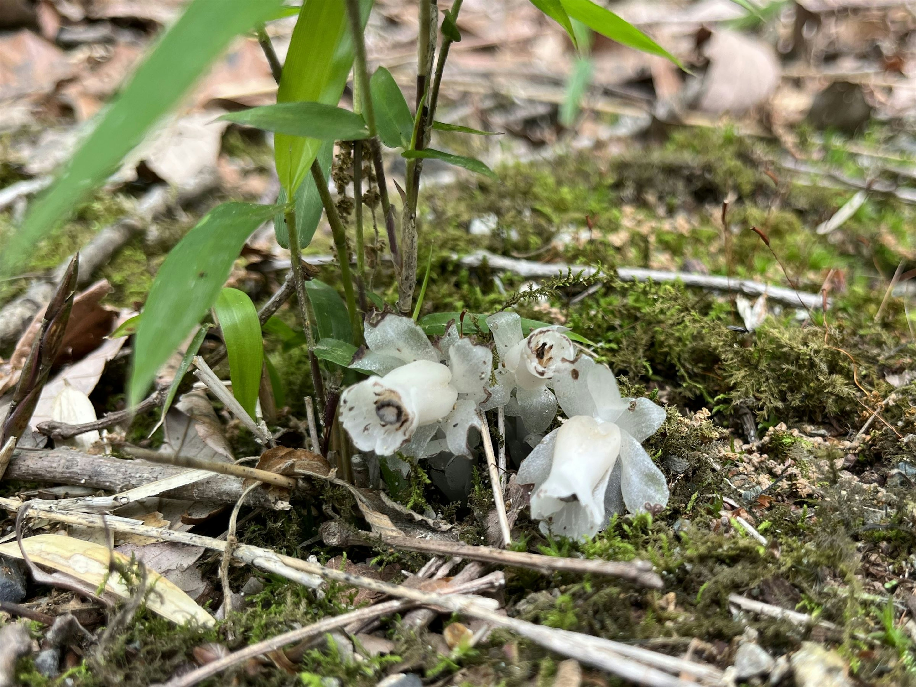 White flowers emerging from the ground surrounded by green foliage