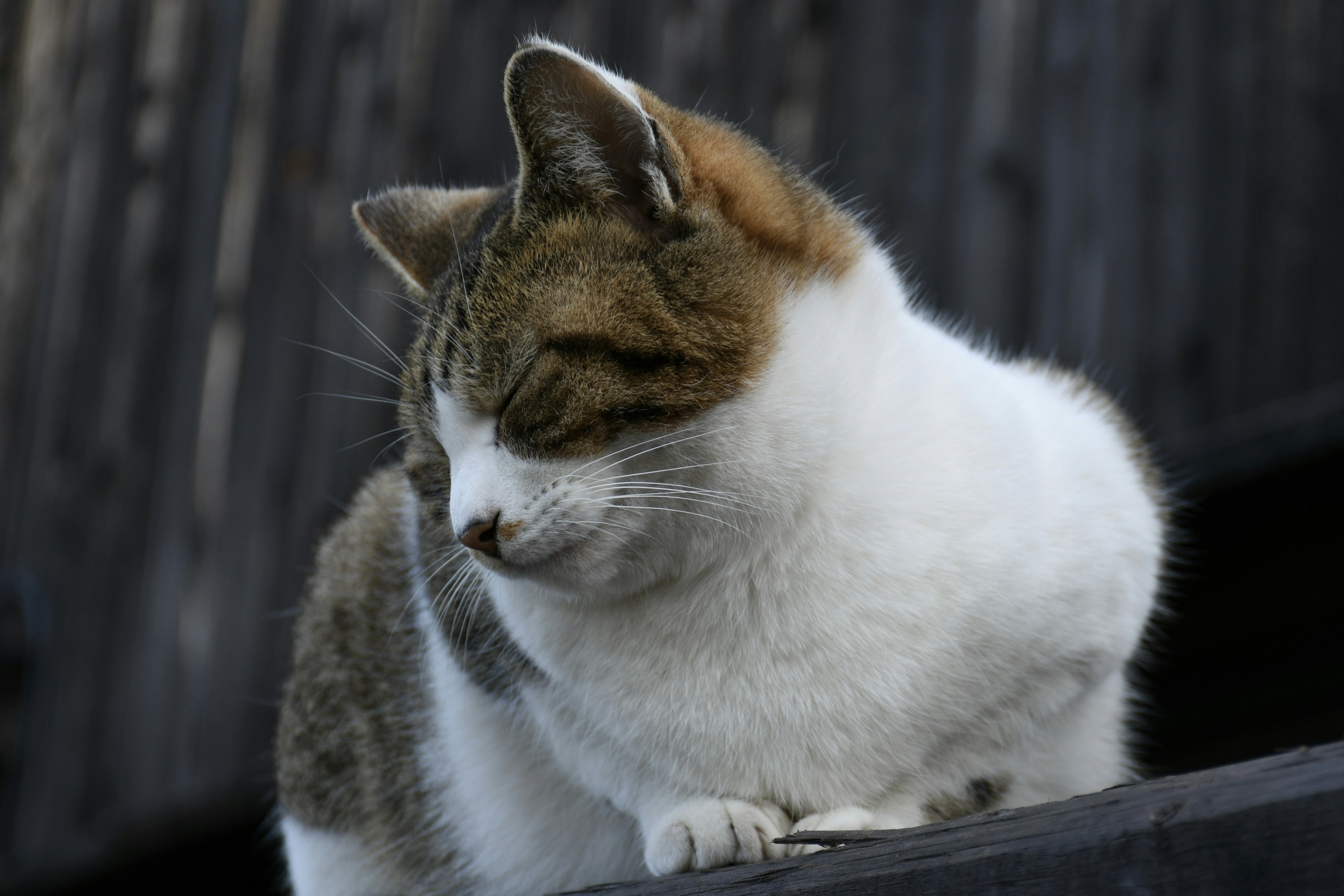 A cat with white and brown fur looking sideways