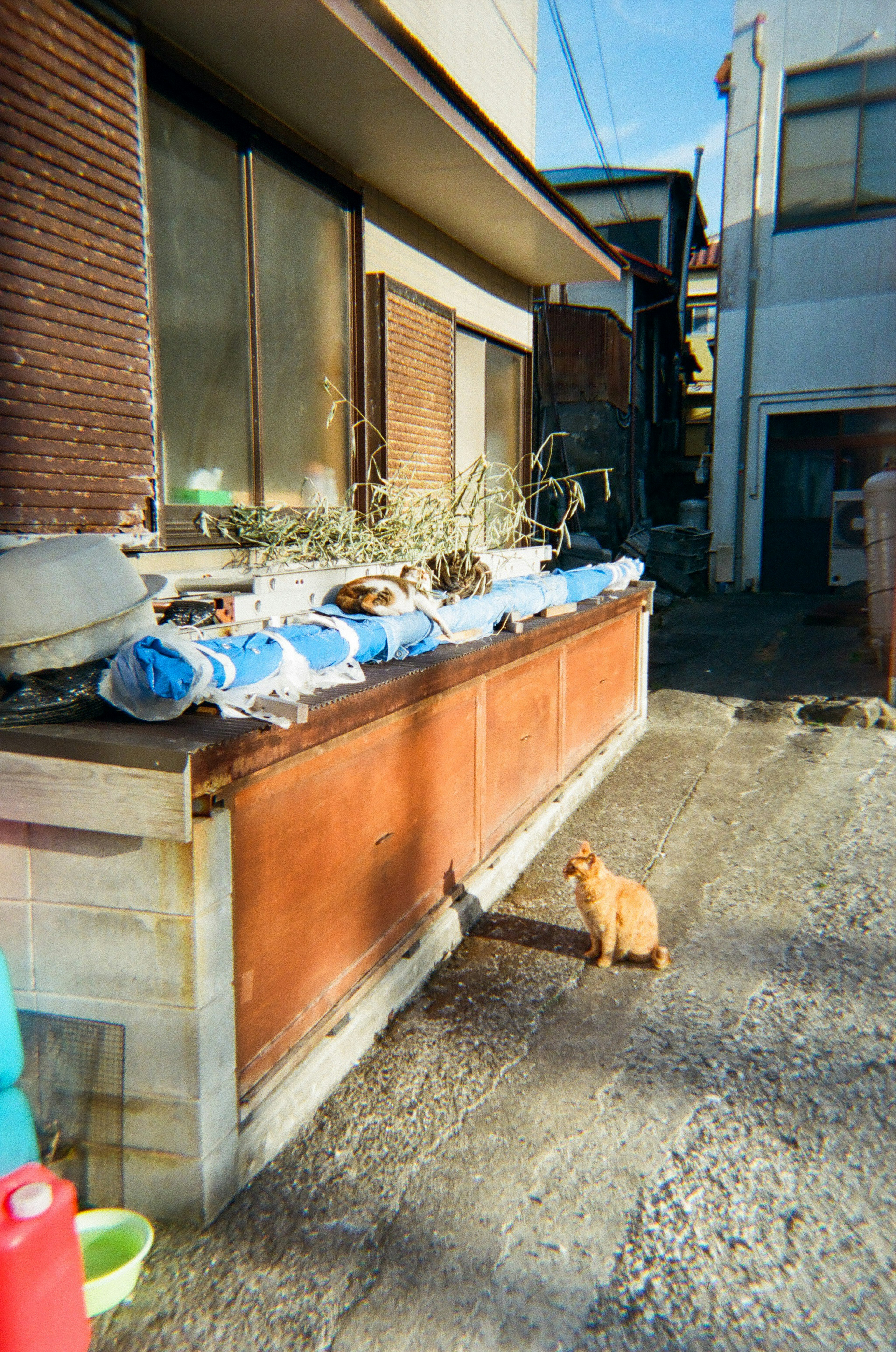 Un gato sentado fuera de una casa antigua con bolsas azules en un área de almacenamiento luz del sol que entra