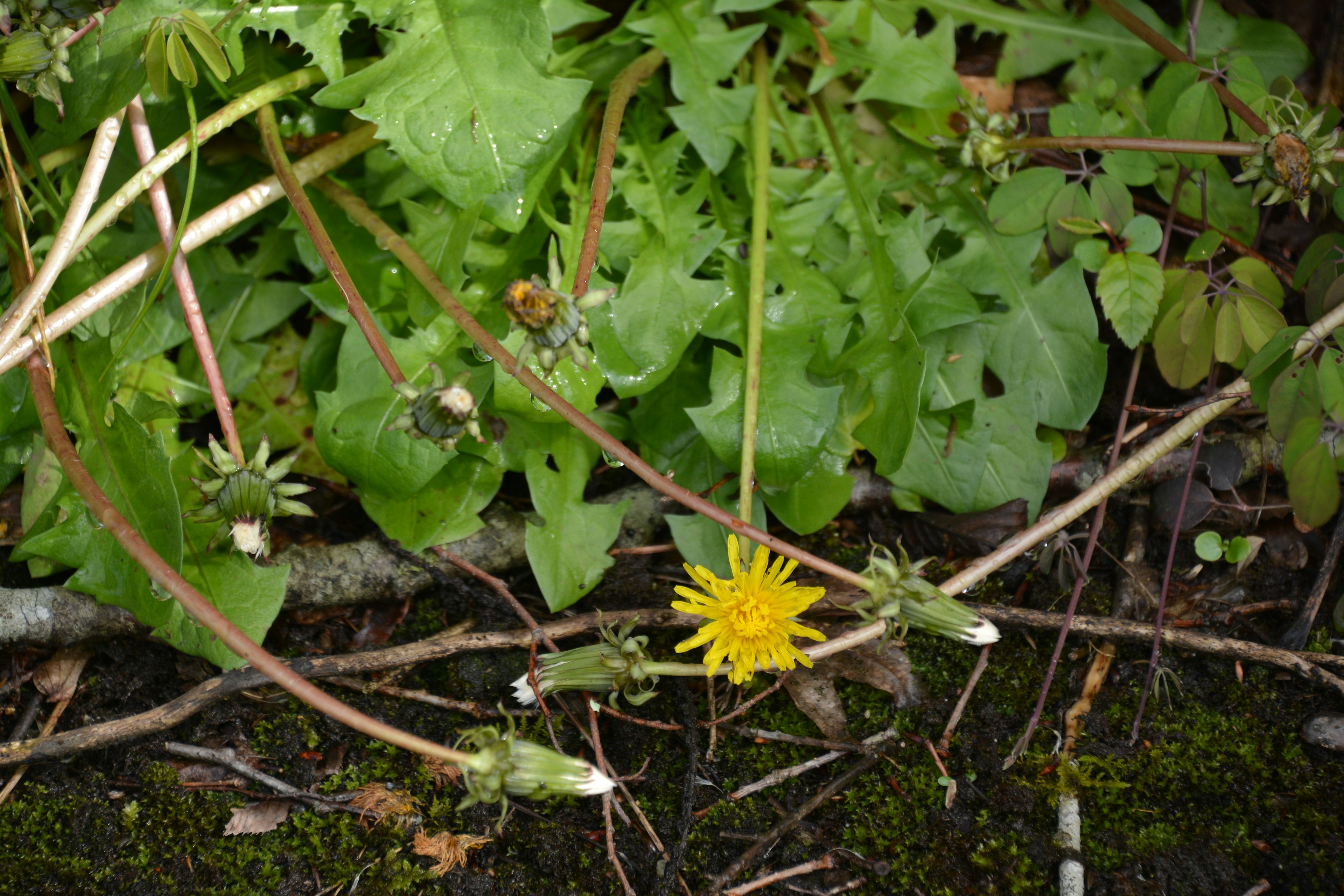 緑の葉と茎の間にある黄色いタンポポの花