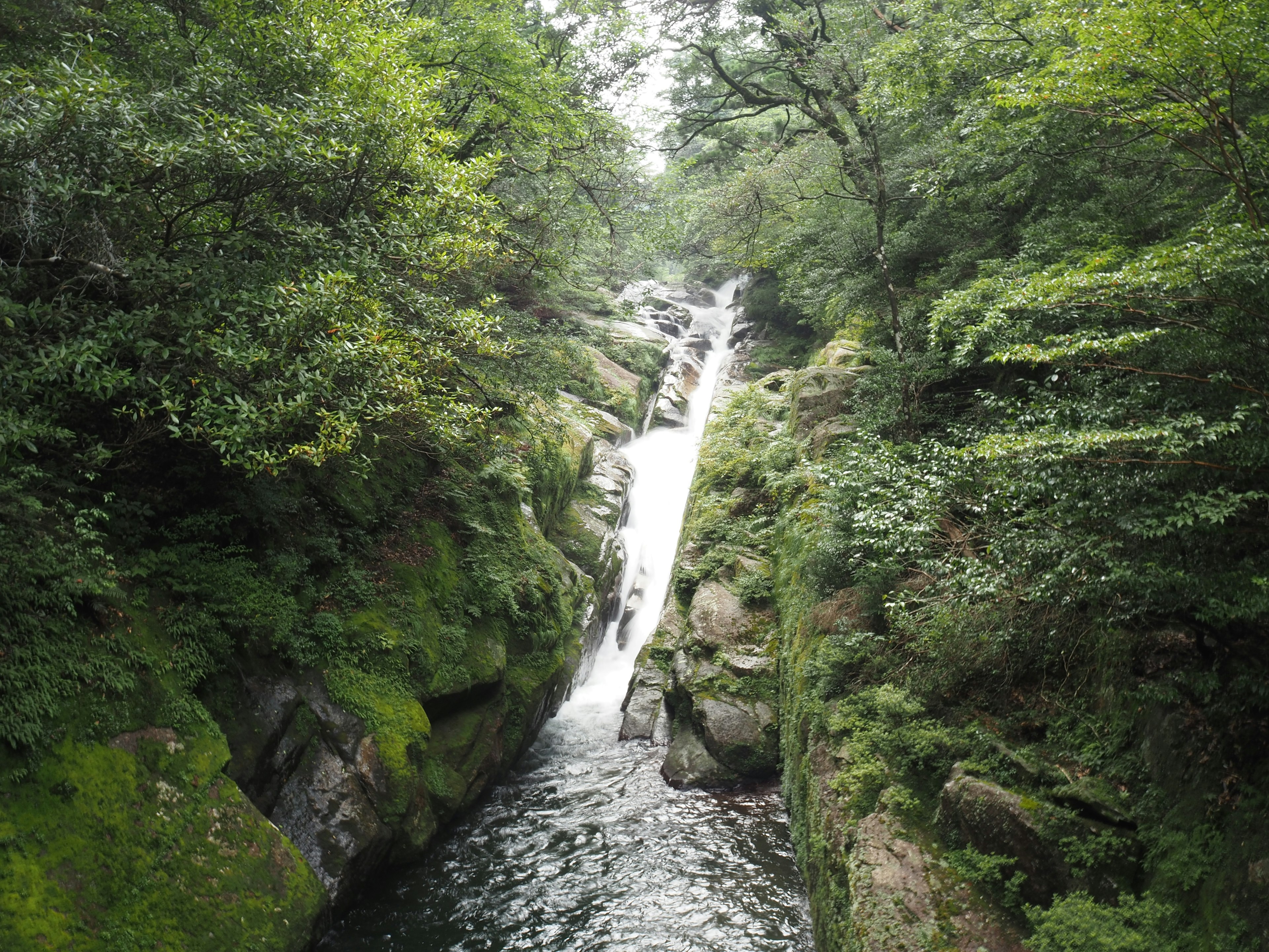 A scenic view of a waterfall surrounded by lush greenery