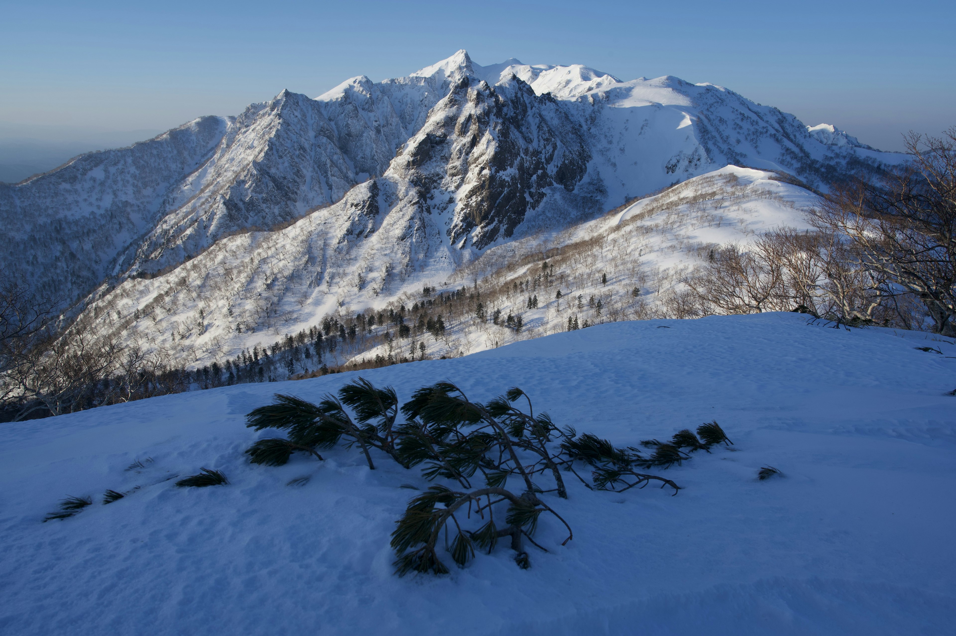 Catena montuosa coperta di neve con piante verdi in primo piano in un paesaggio invernale