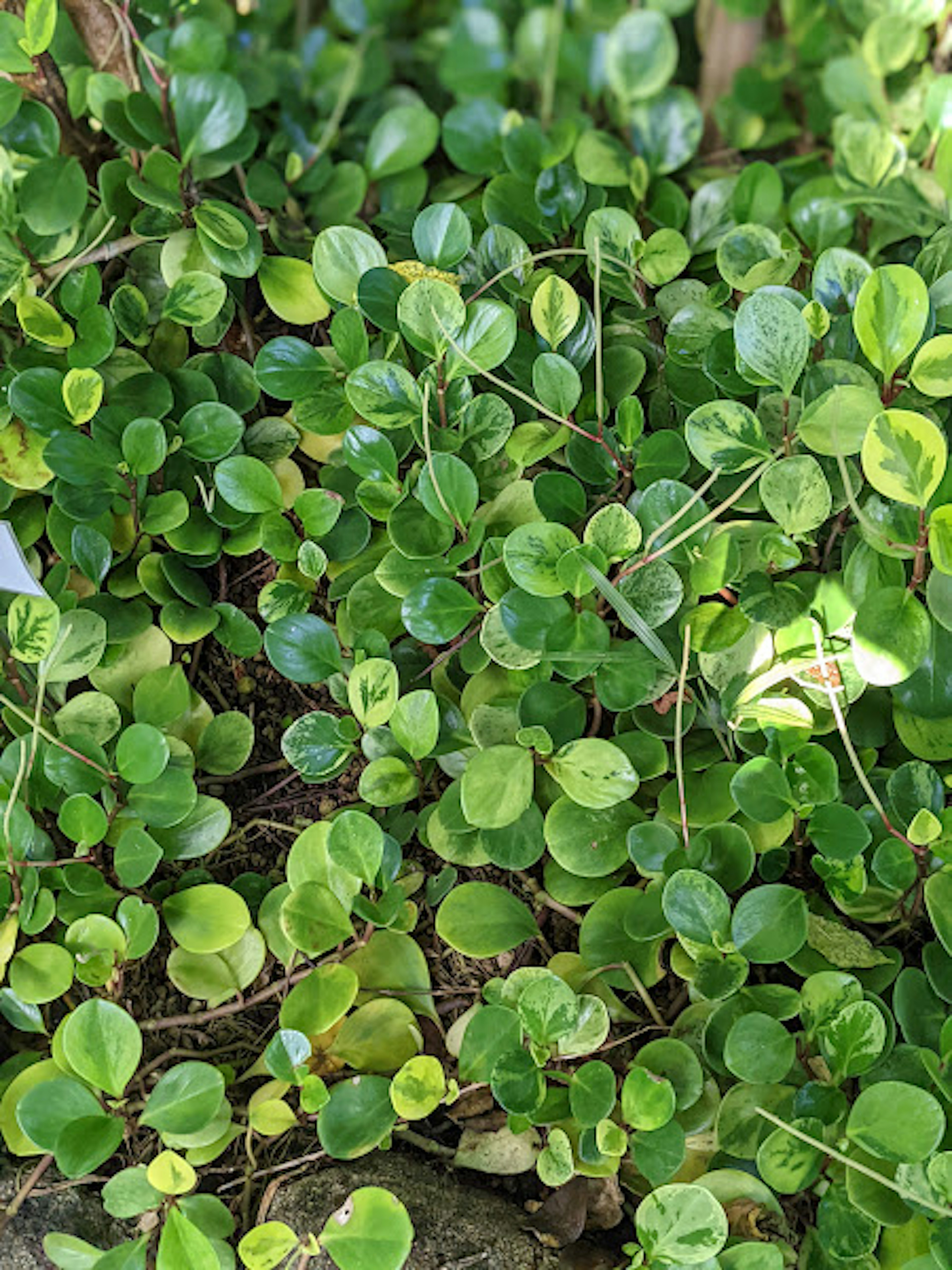 Gros plan sur des feuilles vertes luxuriantes d'une plante