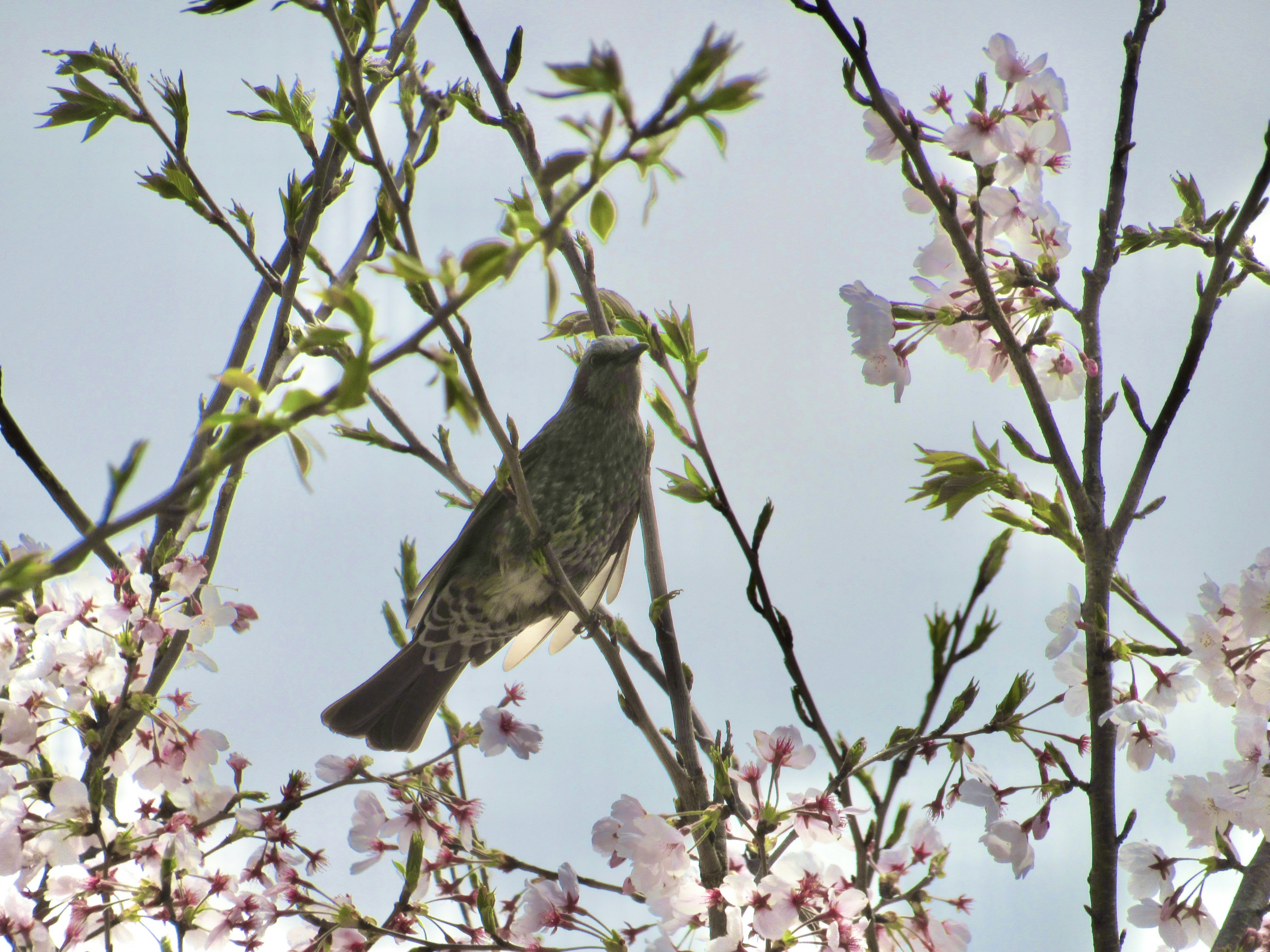 Vogel sitzt zwischen Kirschblüten unter einem blauen Himmel