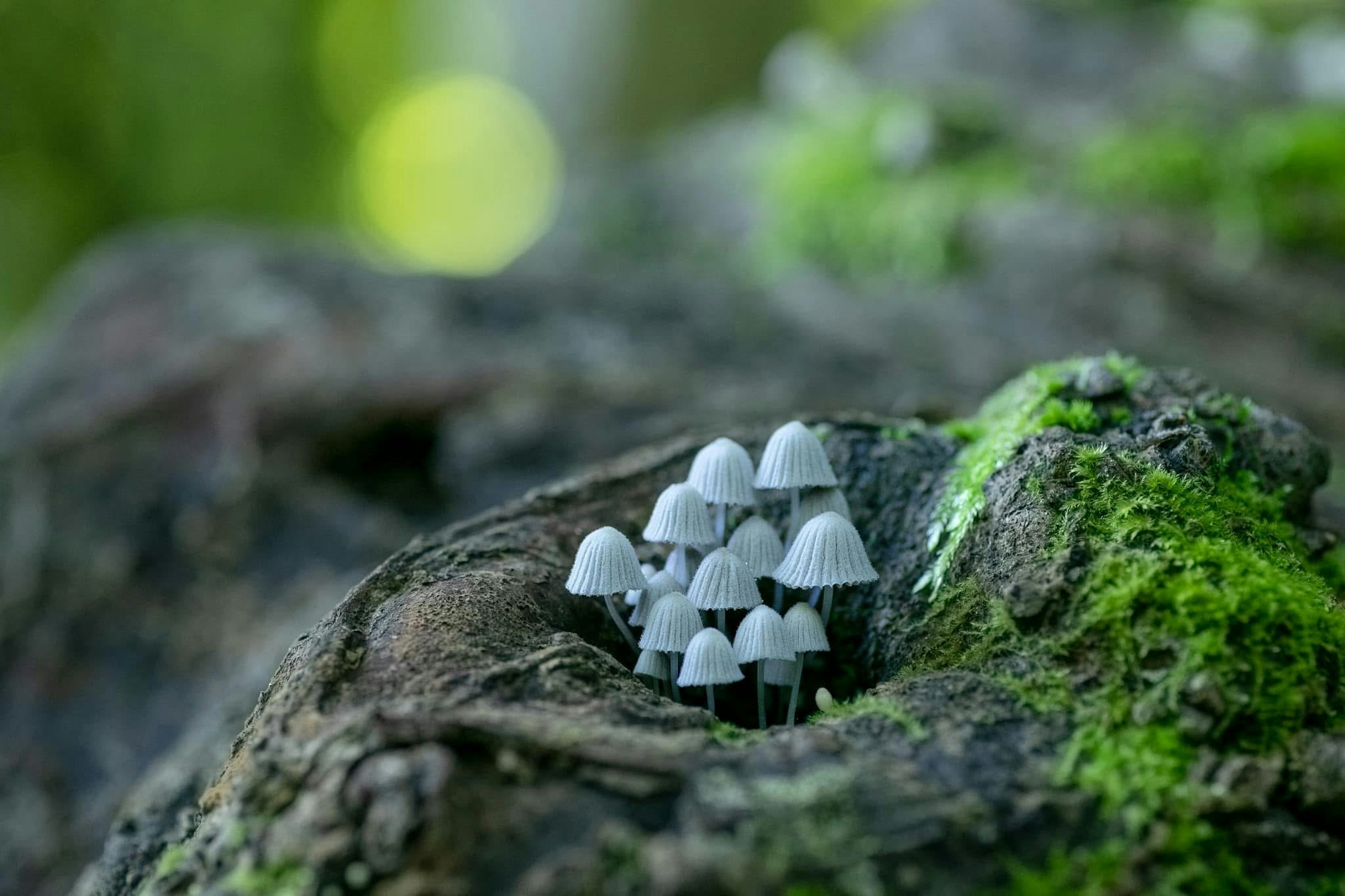 Grupo de pequeños champiñones grises creciendo en un hueco de árbol