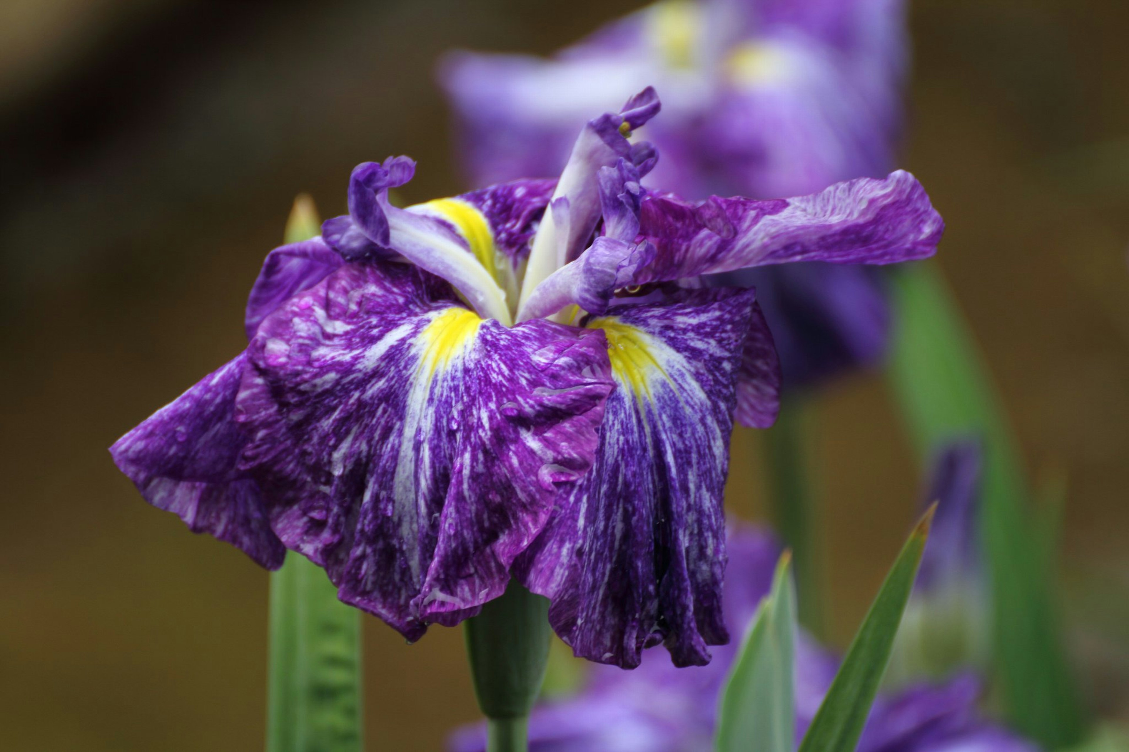 Vibrant purple iris flower in bloom with yellow accents