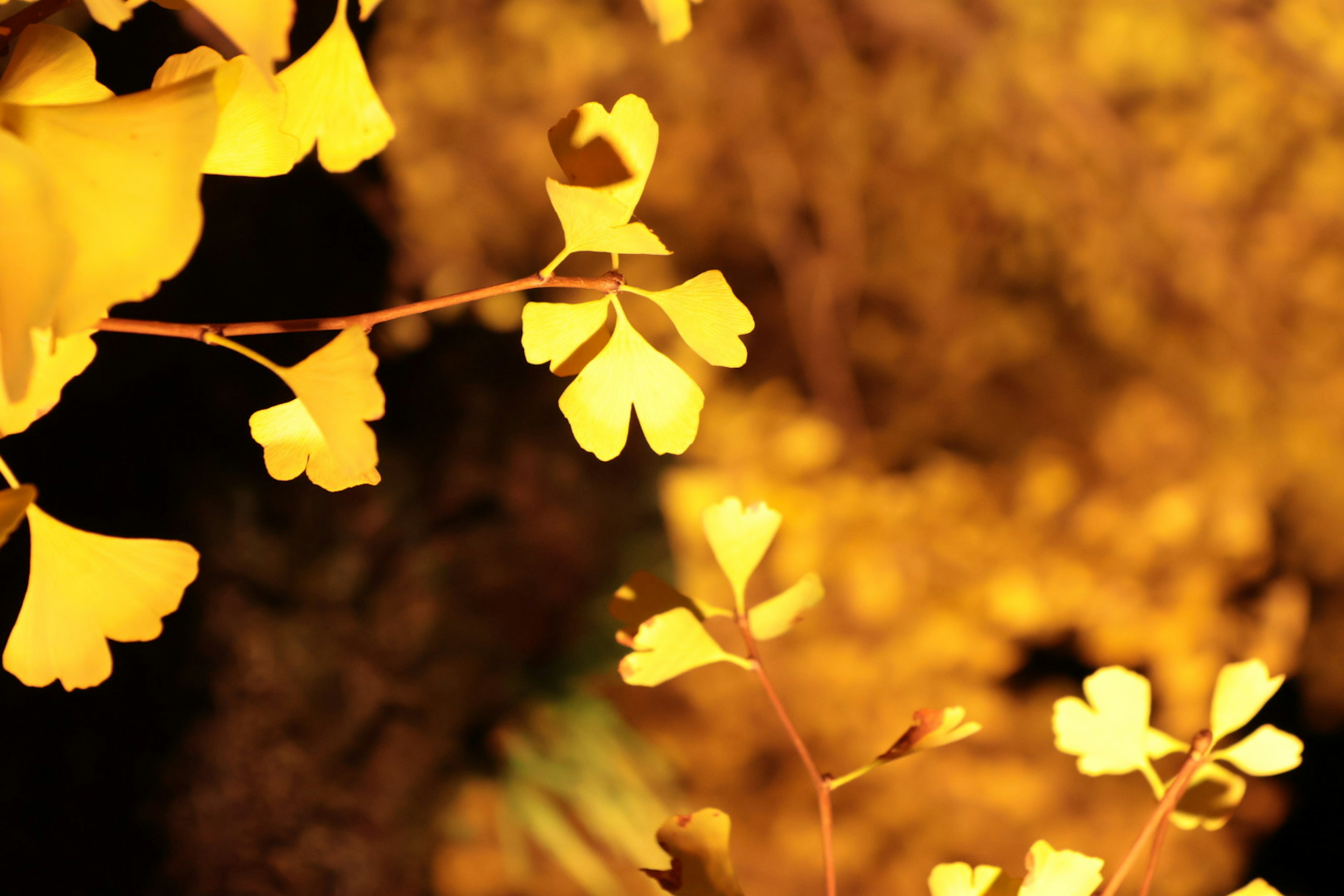 Hojas de ginkgo amarillas vibrantes que se mezclan en un suave fondo dorado