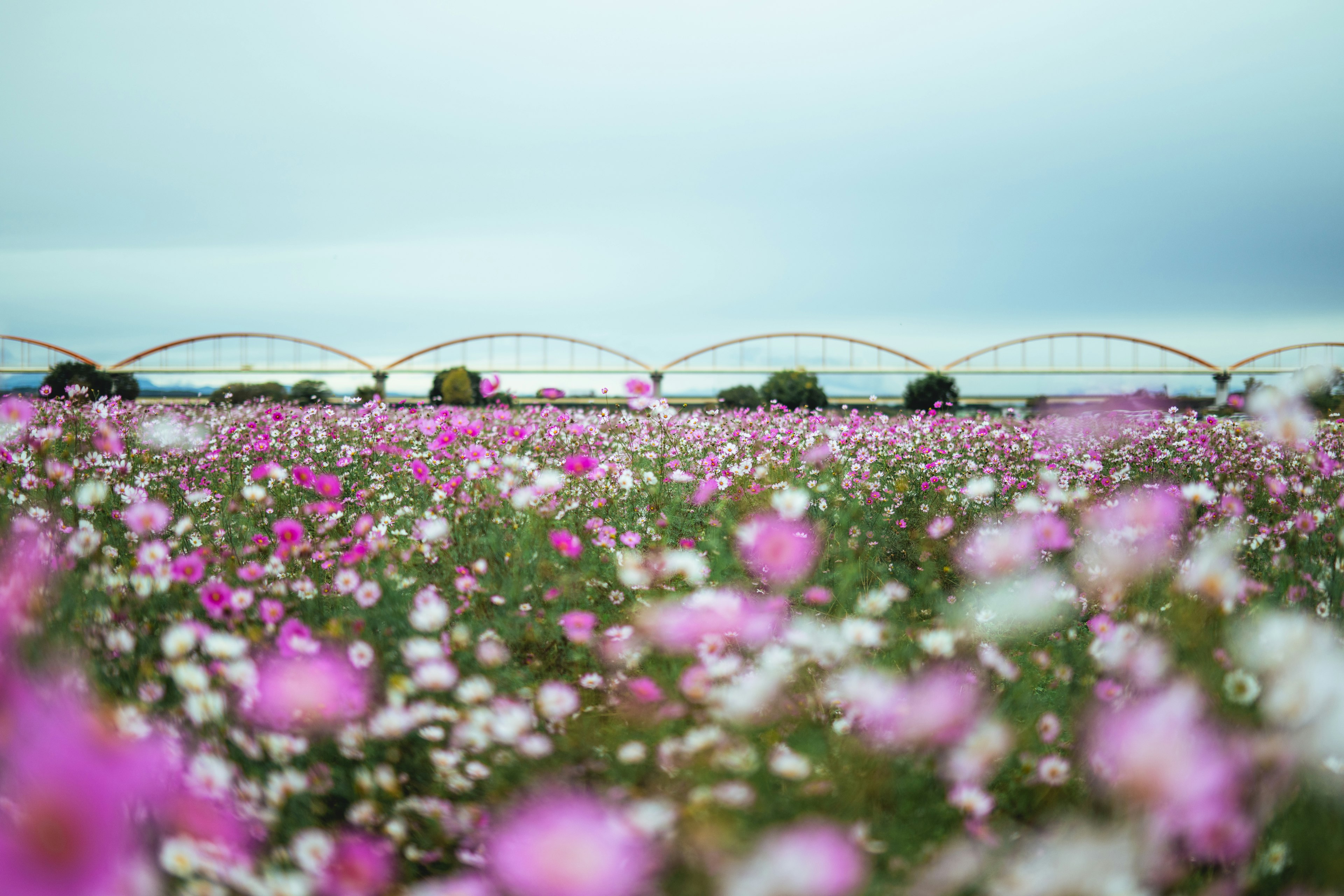 美しいピンクと白の花が咲く広い野原と背景にアーチ型の橋