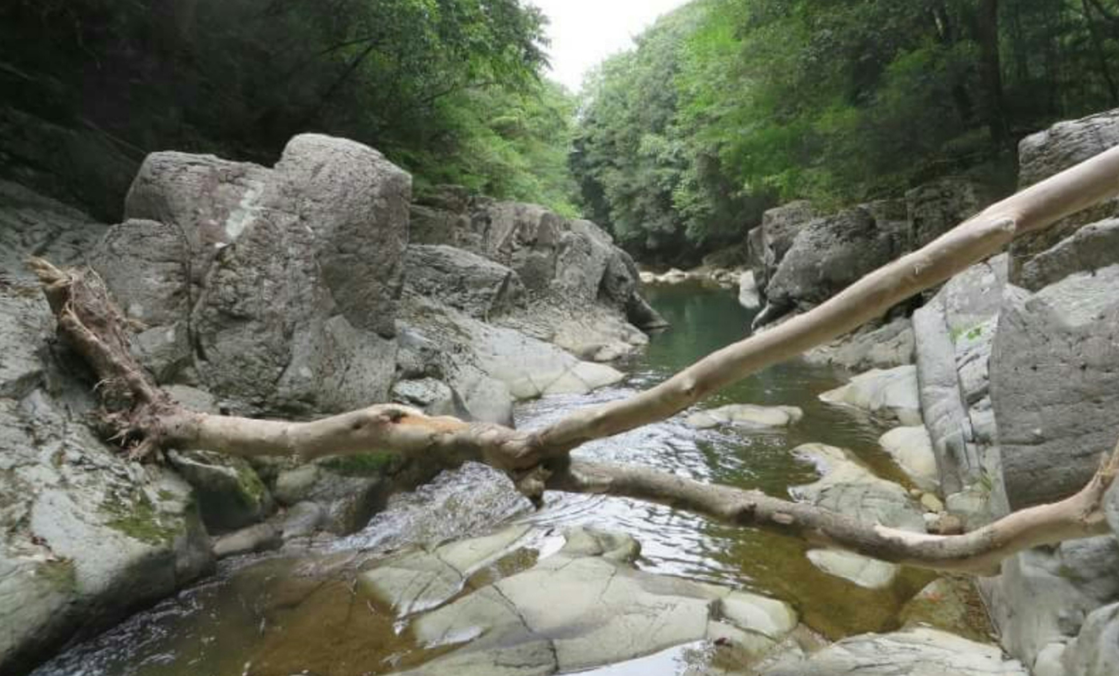 A serene landscape featuring a stream surrounded by green trees and rocks with a fallen log