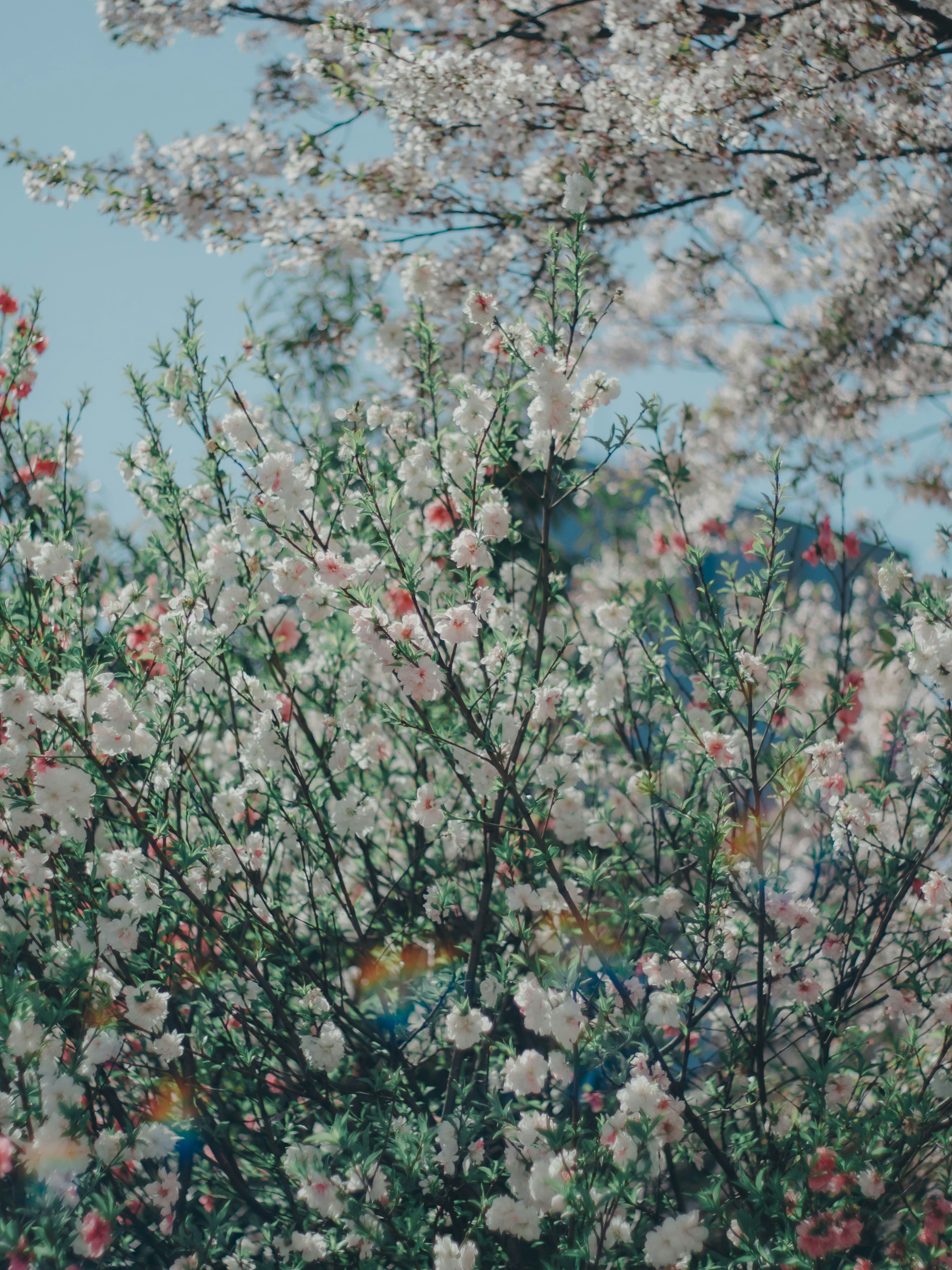 桜の花が咲いている木々の風景青空の下で色とりどりの花が咲き誇る