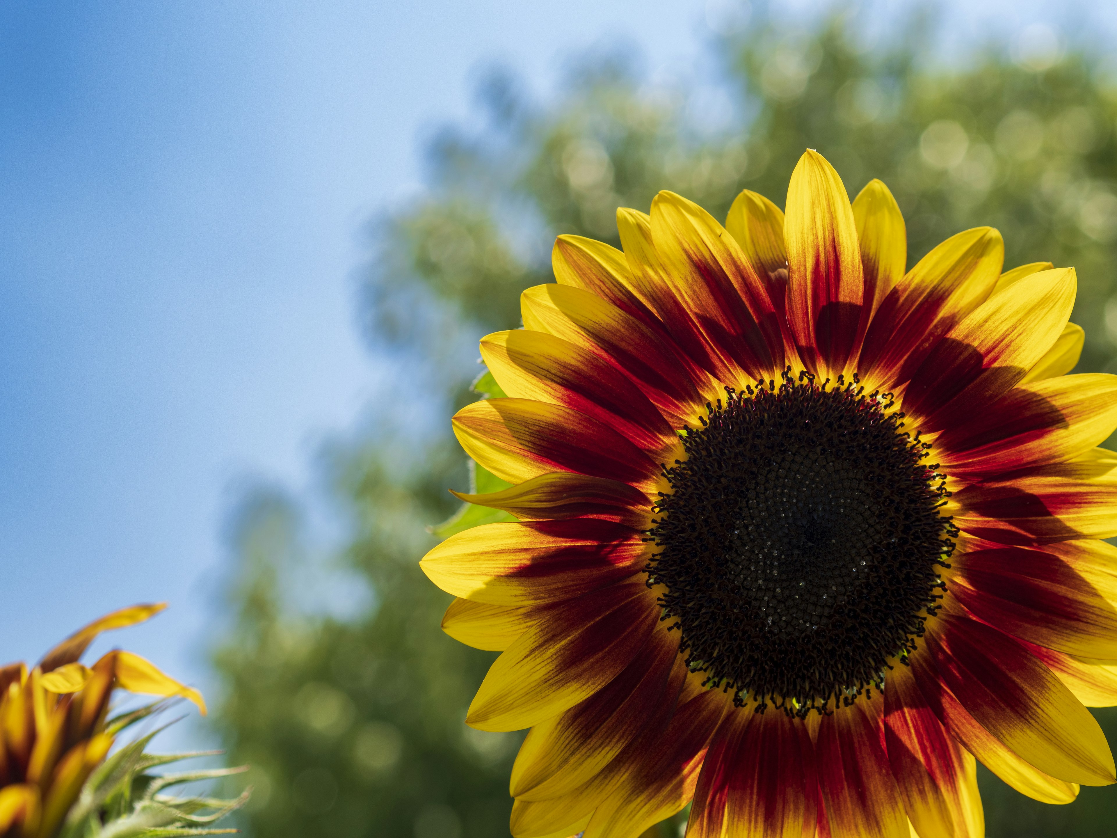 Vibrant red and yellow sunflower blooming under a blue sky