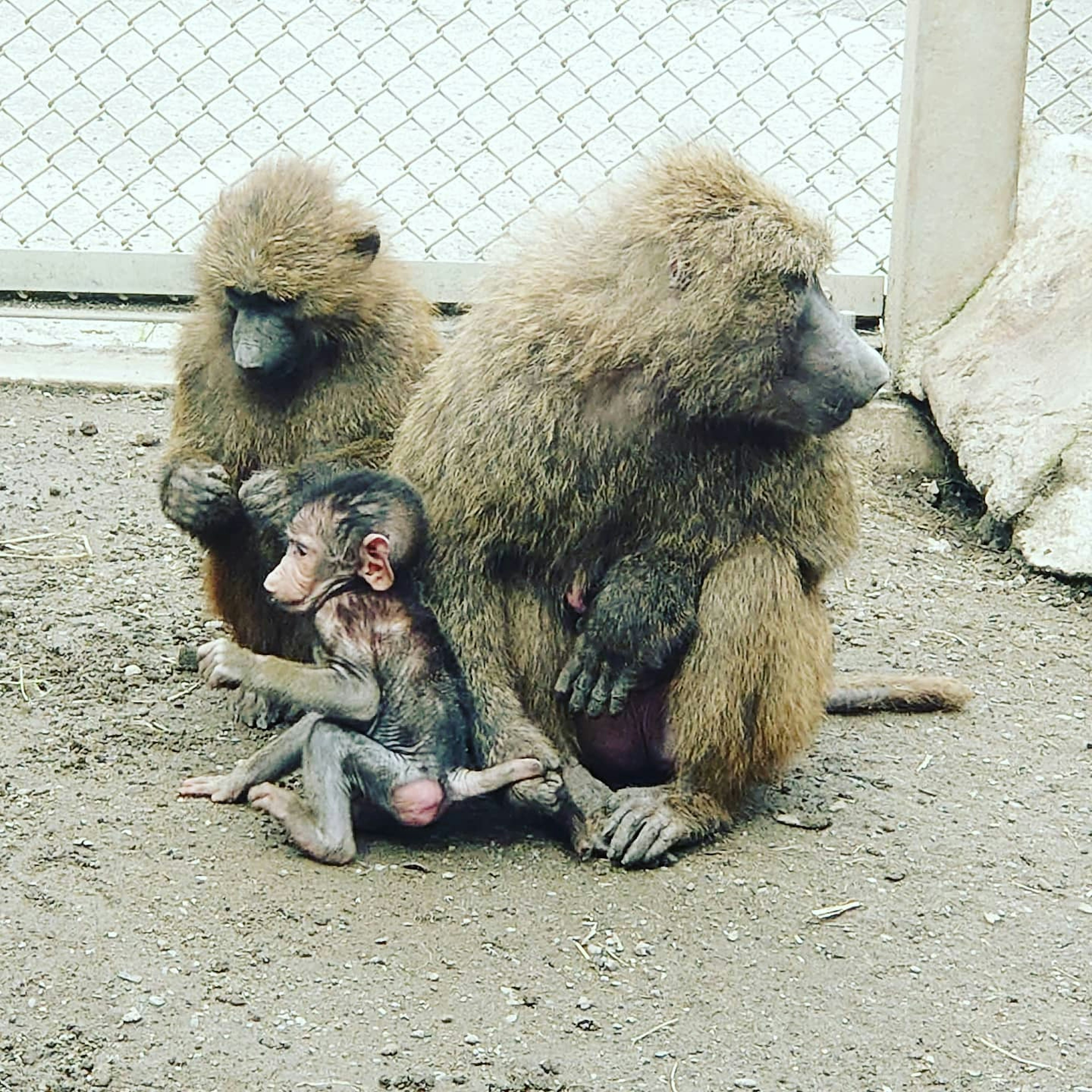 Dos babuinos y un babuino bebé sentados juntos