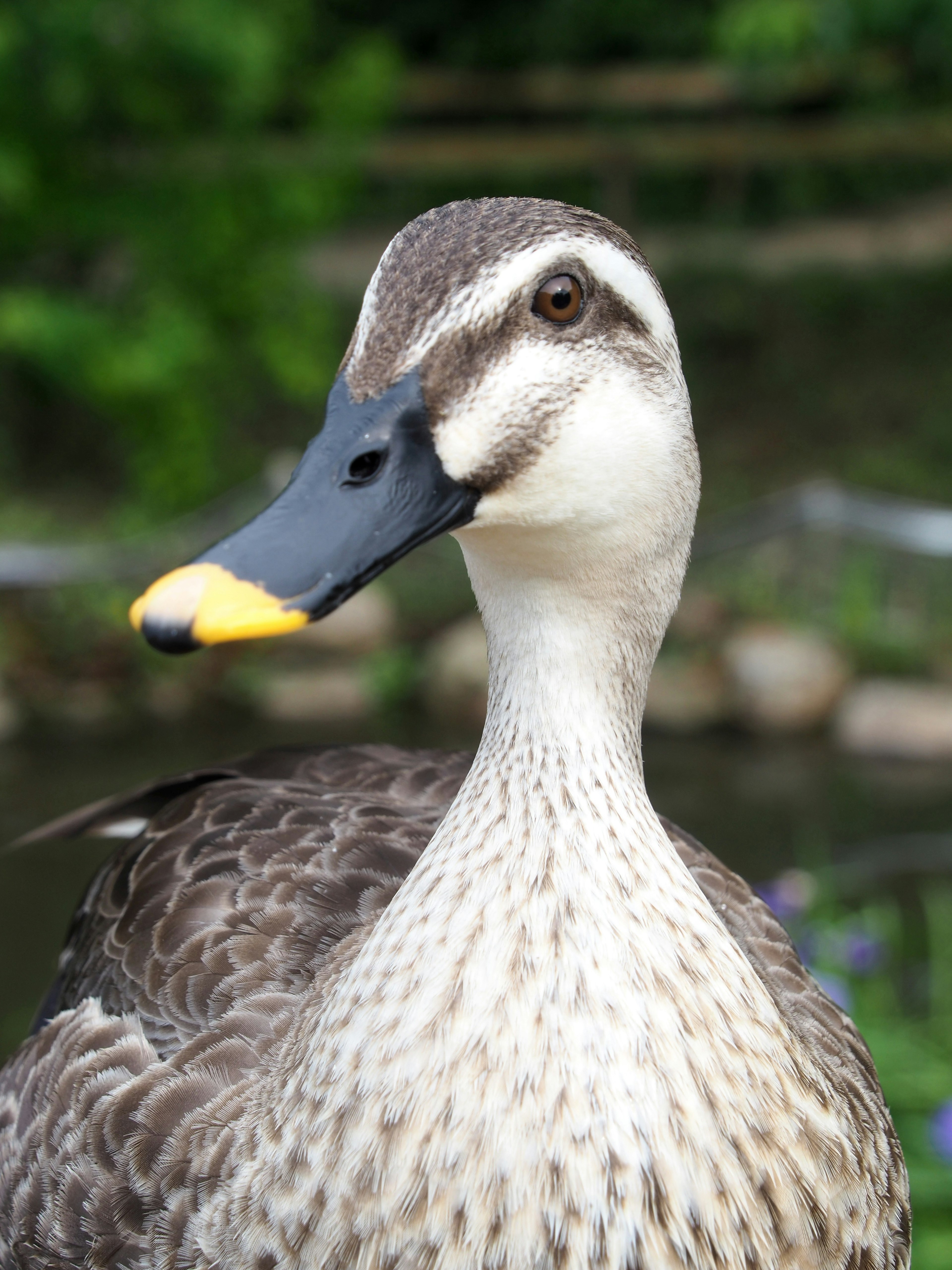 Kedekatan bebek di tepi air dengan bulu cerah dan wajah khas