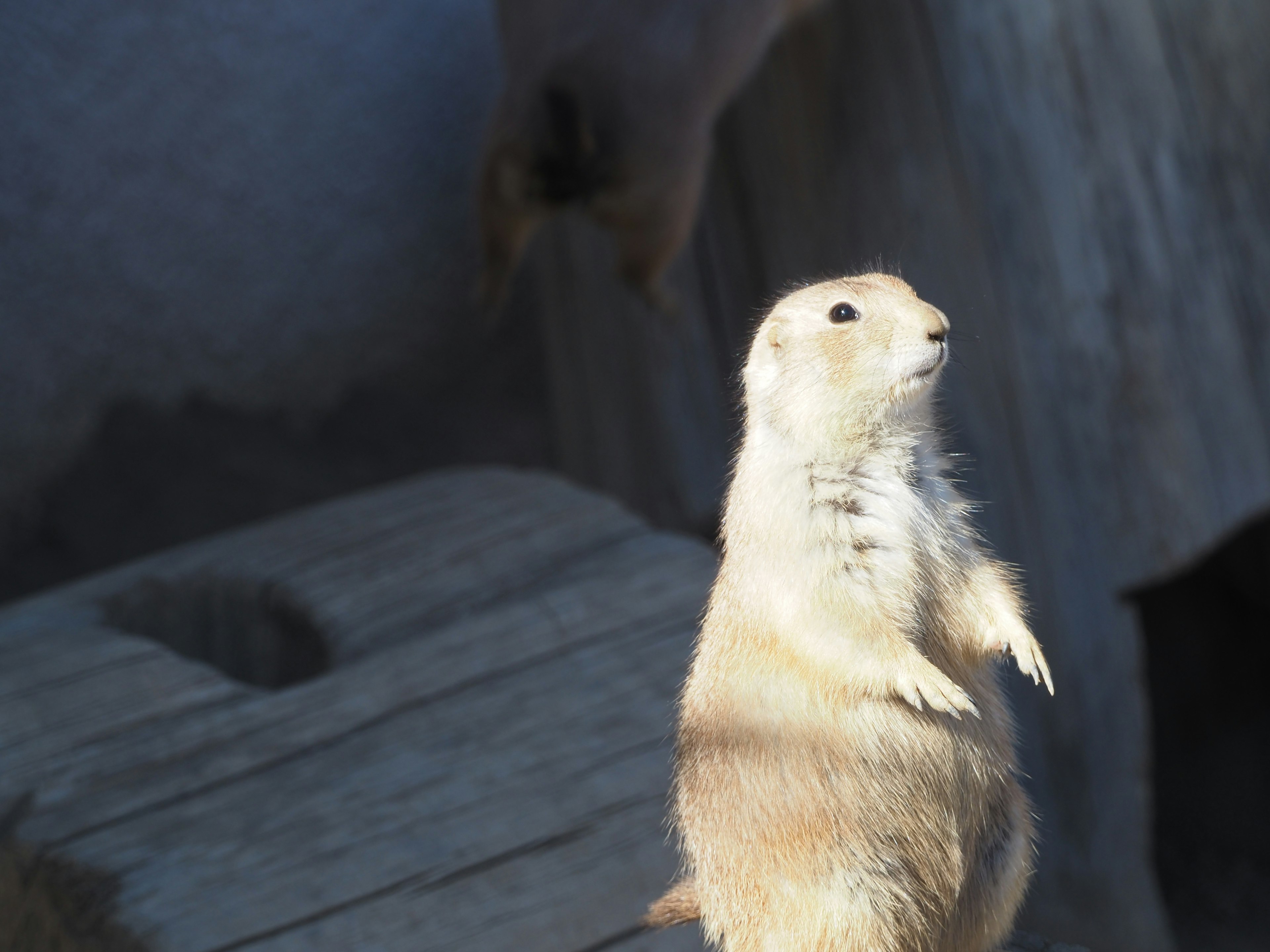 Un chien de prairie debout regardant autour de lui