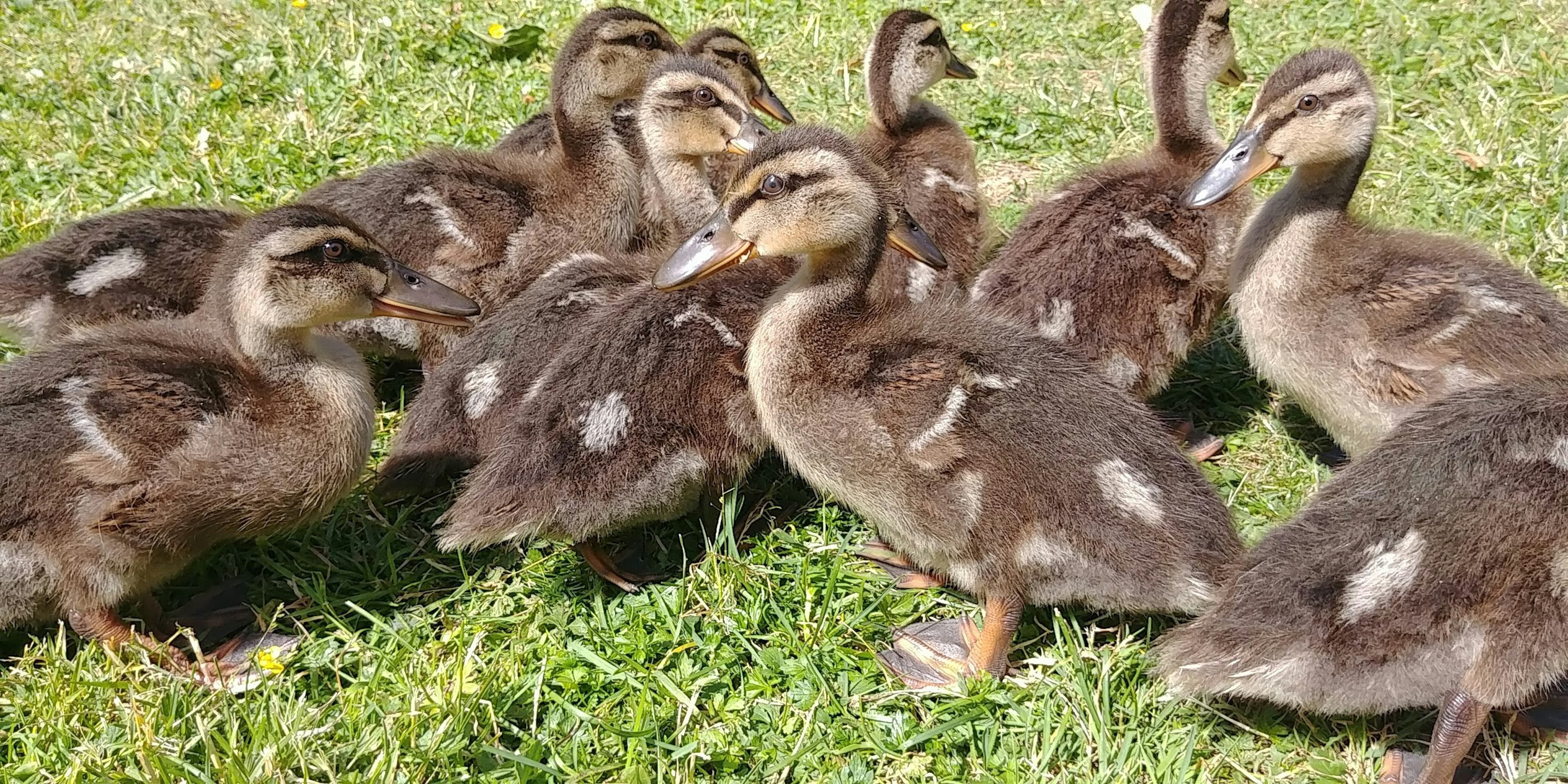 A group of ducklings gathered on the grass