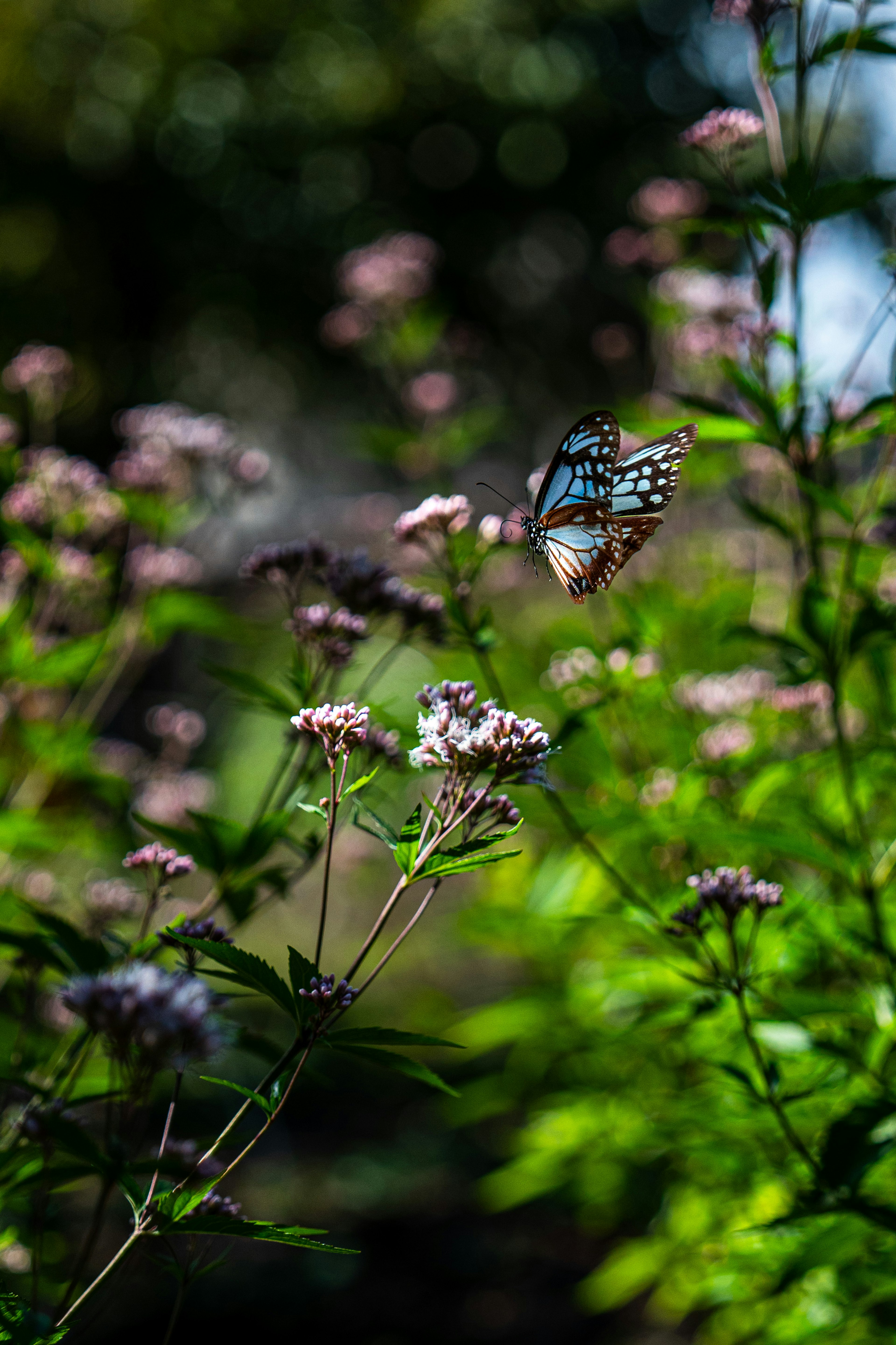 Un papillon bleu volant au-dessus de fleurs dans un environnement verdoyant