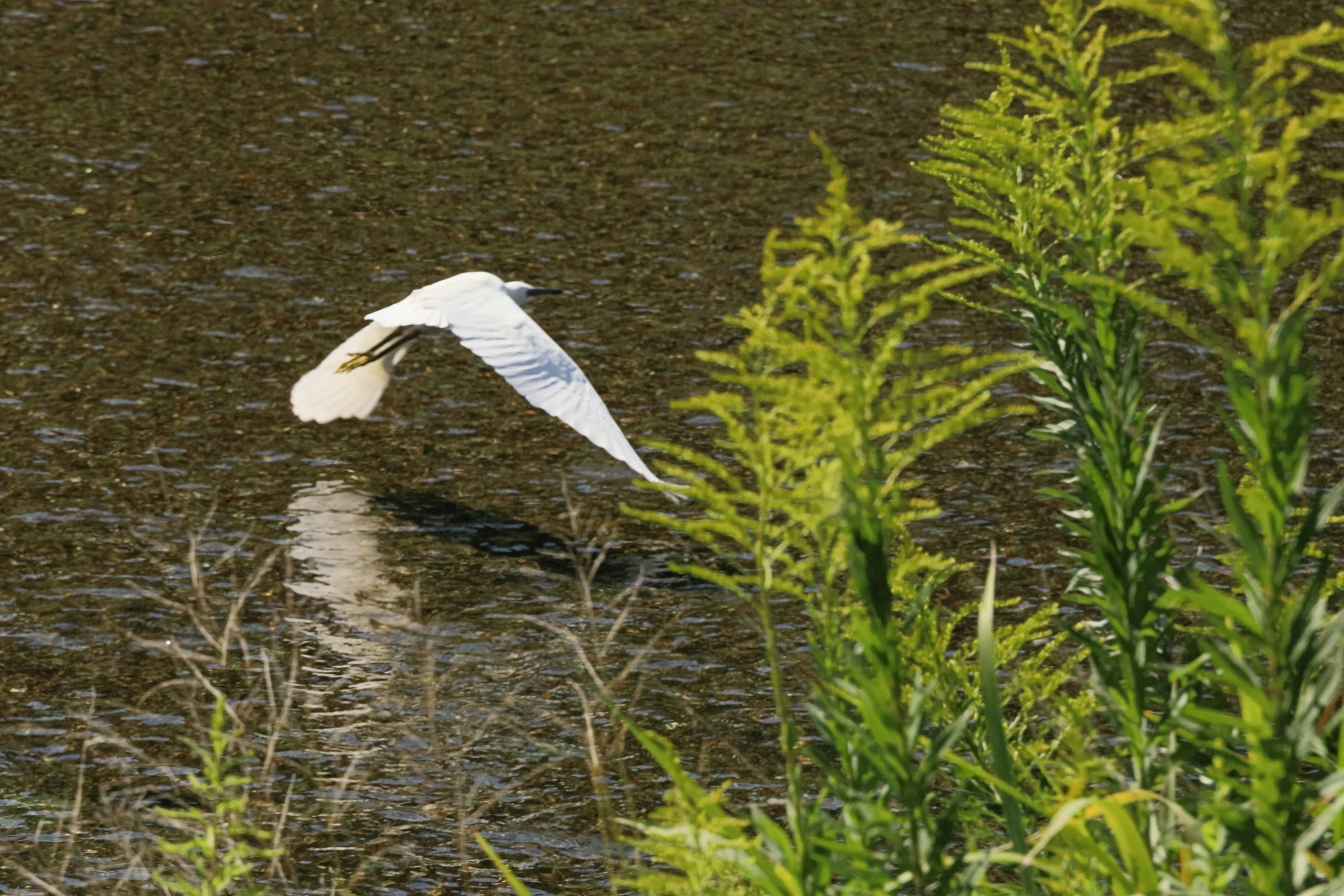 Un uccello bianco che vola sopra la superficie dell'acqua con piante verdi che circondano la scena