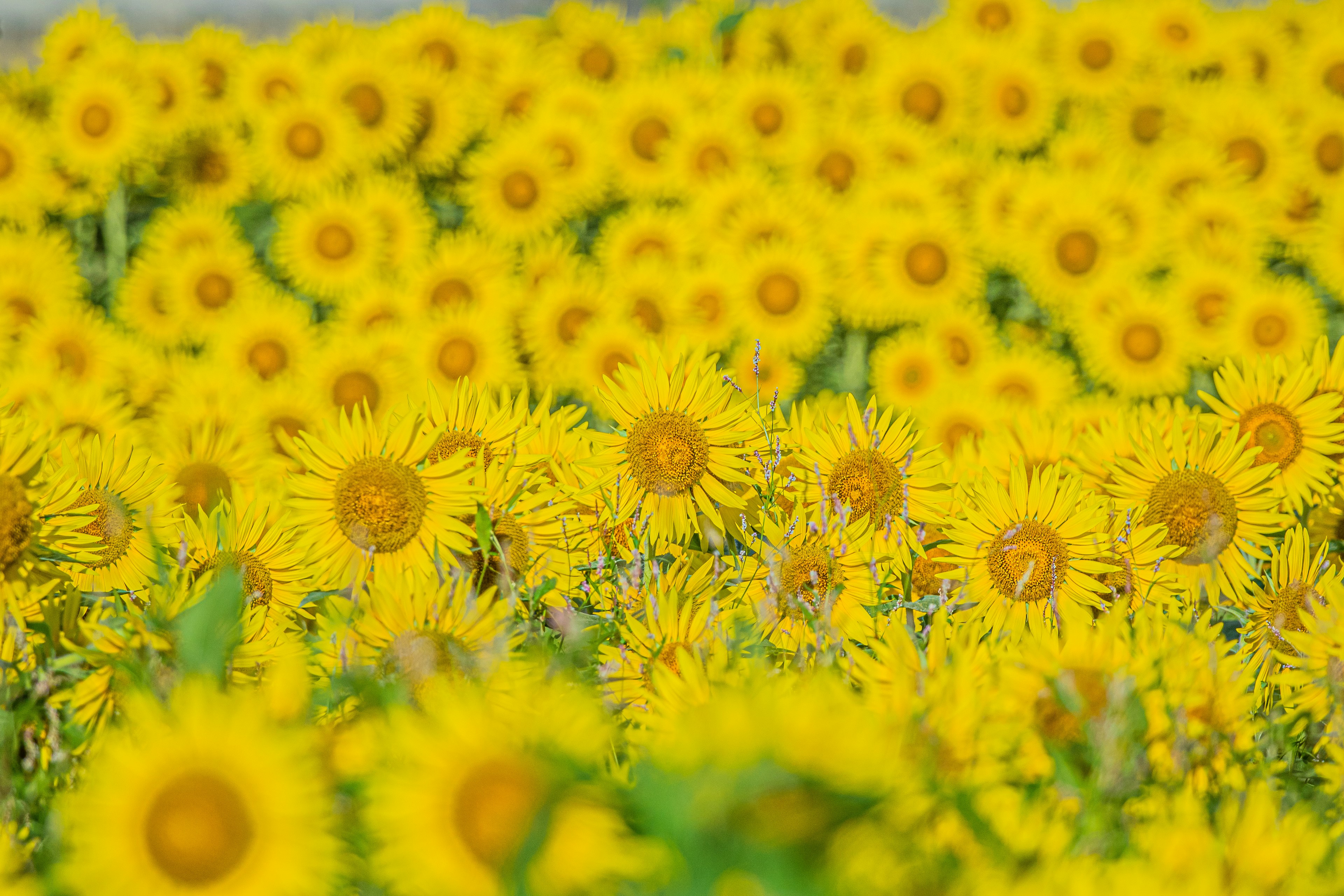 A vibrant field of blooming sunflowers in bright yellow